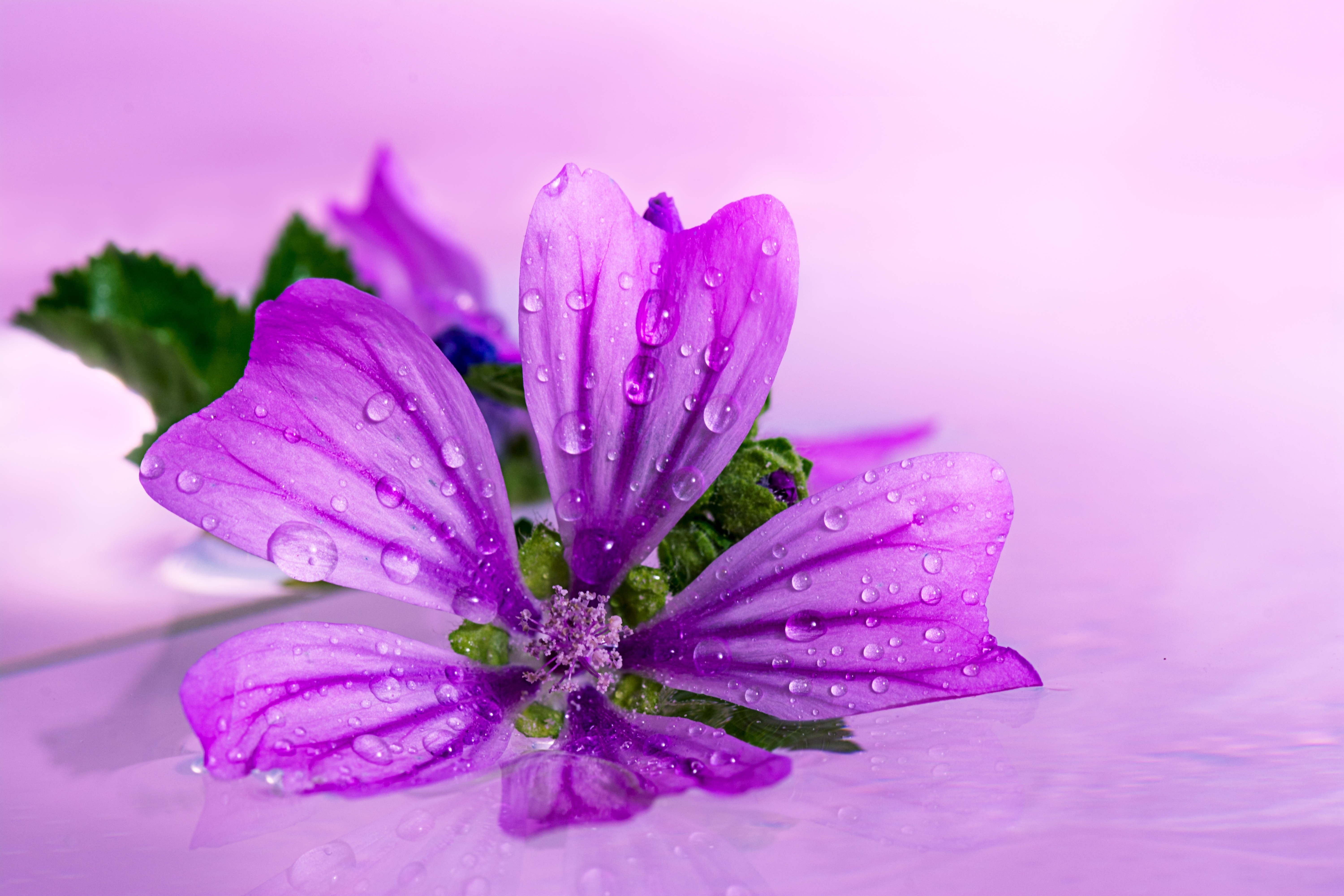 382038 descargar fondo de pantalla tierra/naturaleza, flor, anémona, anémona japonesa, flor purpura, flores: protectores de pantalla e imágenes gratis
