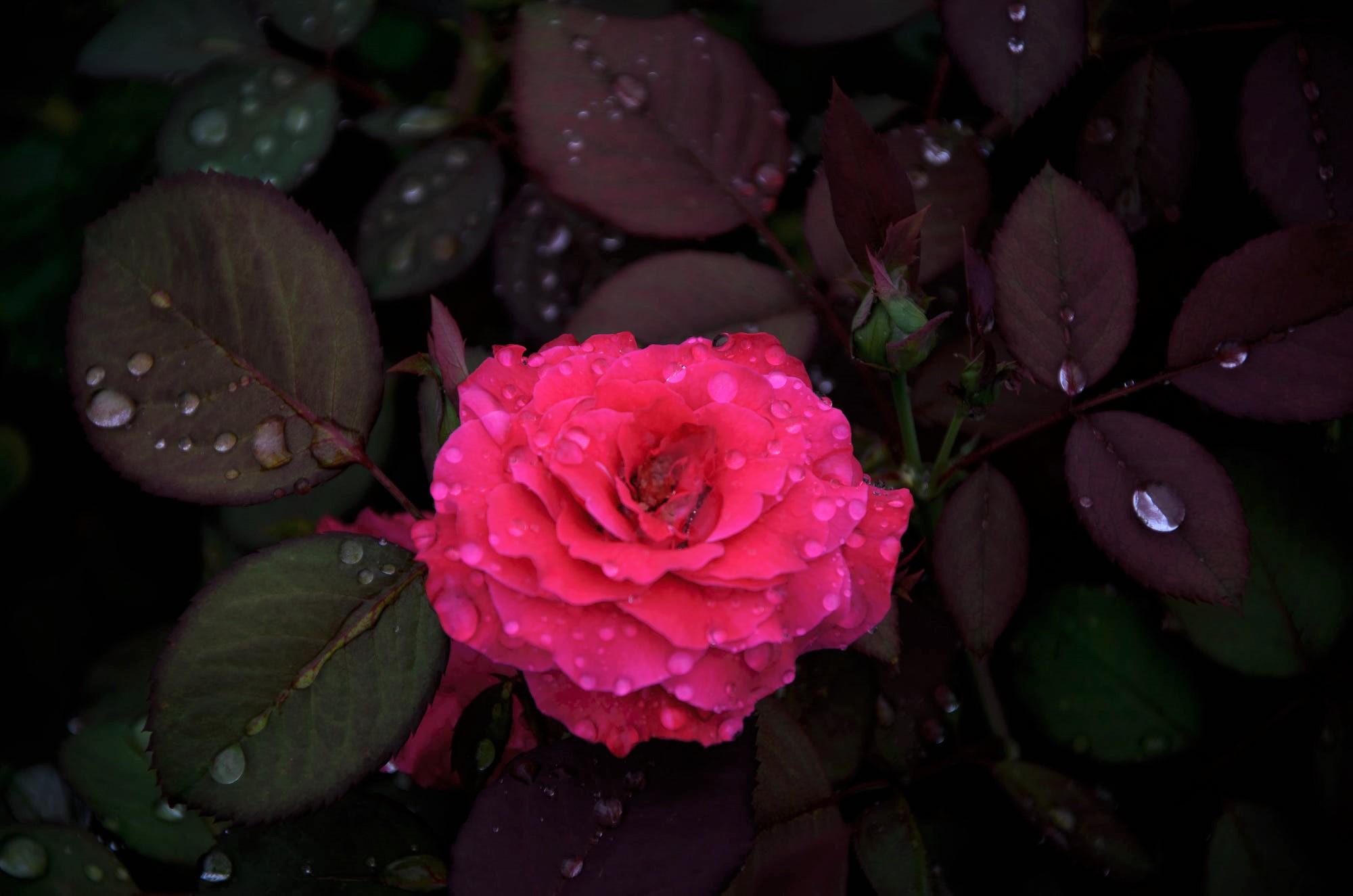 Laden Sie das Blumen, Blume, Rose, Blatt, Wassertropfen, Erde/natur, Pinke Blume, Pinke Rose-Bild kostenlos auf Ihren PC-Desktop herunter