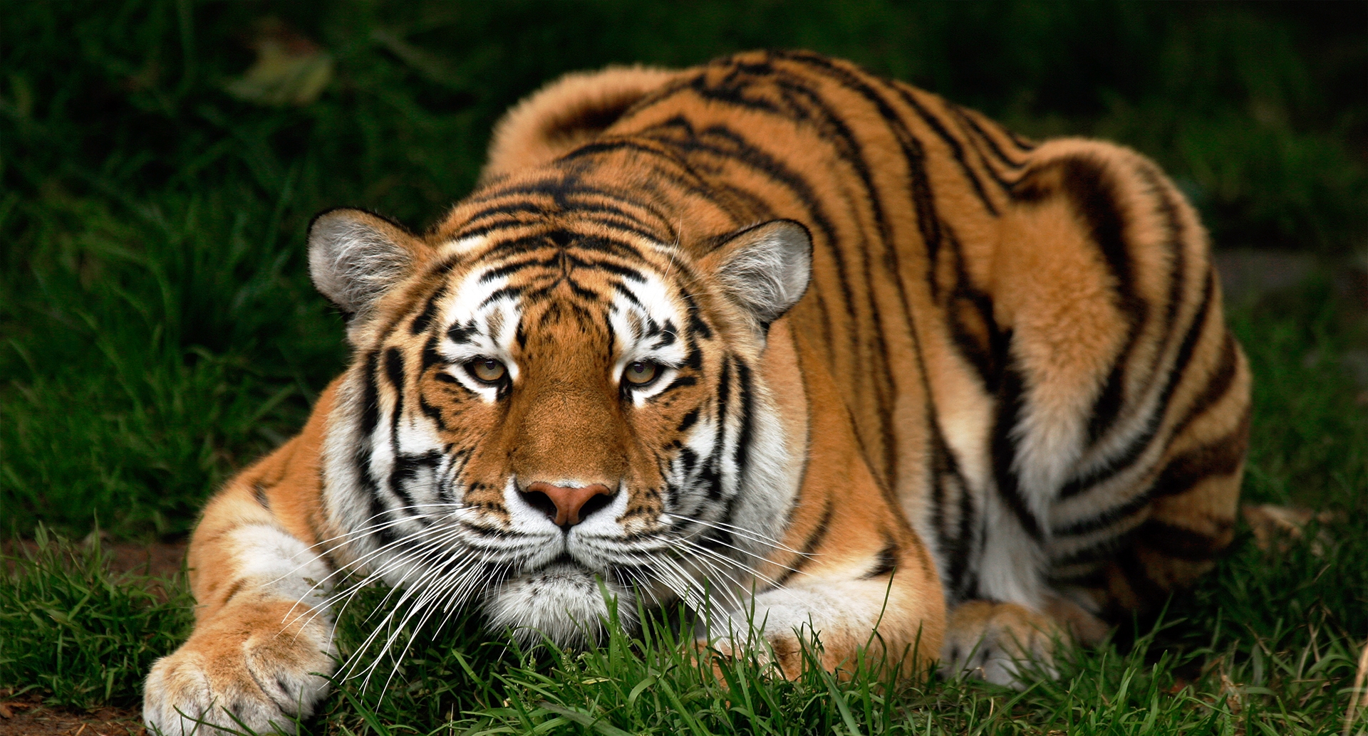 Download mobile wallpaper Muzzle, Animals, Stroll, Predator, Big Cat, Tiger for free.