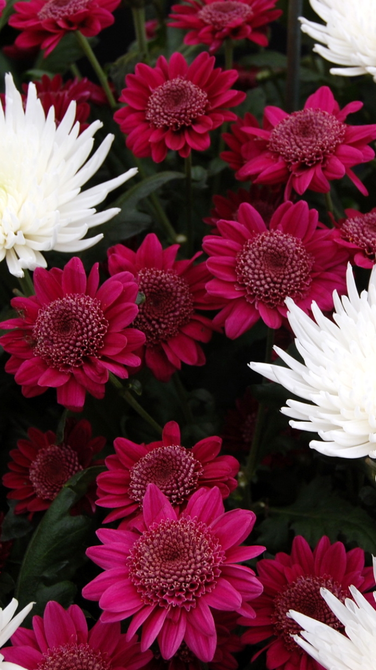 Descarga gratuita de fondo de pantalla para móvil de Flores, Flor, Tierra/naturaleza.