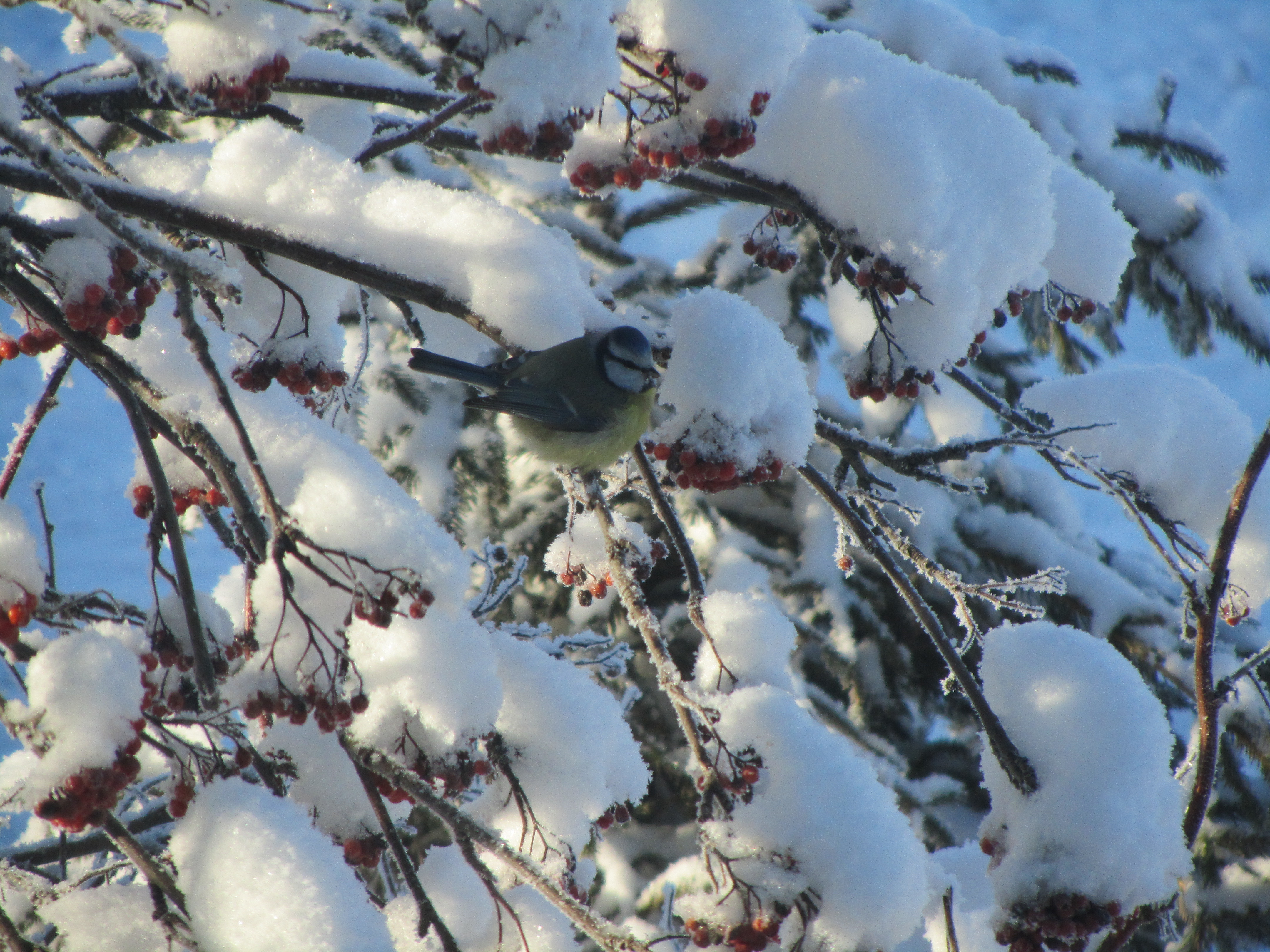 Laden Sie das Tiere, Vogel-Bild kostenlos auf Ihren PC-Desktop herunter