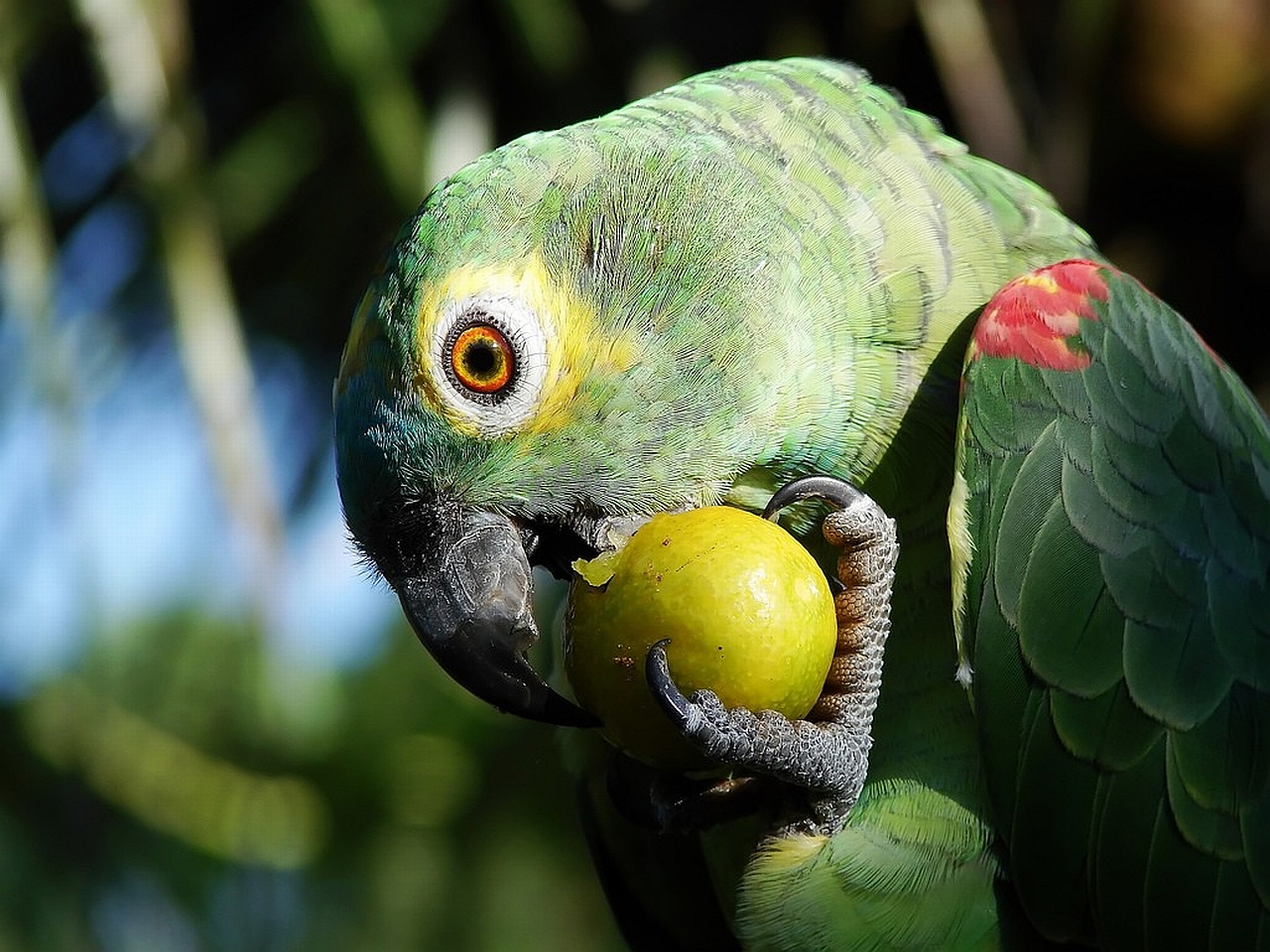 Download mobile wallpaper Animal, Parrot for free.