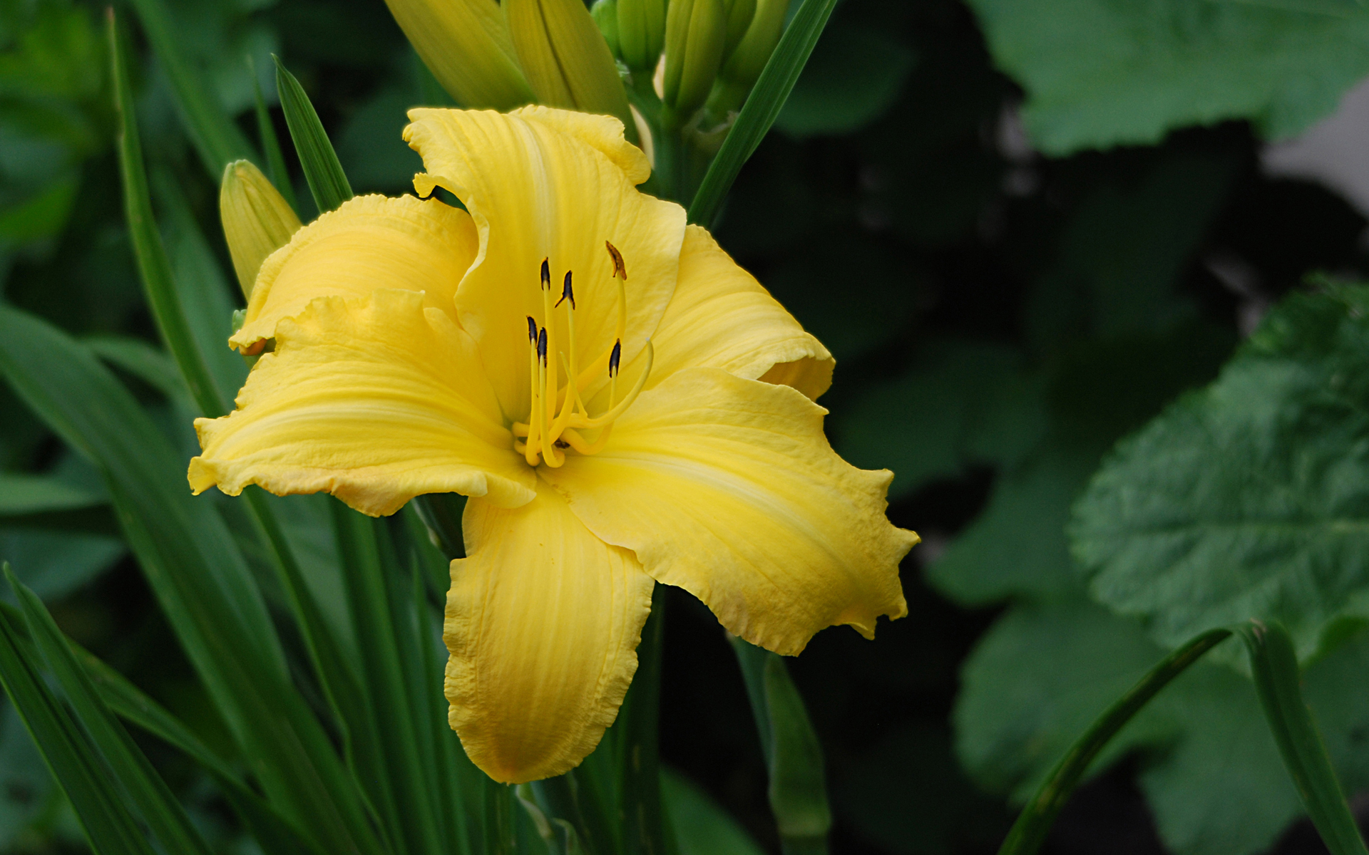 flowers, earth, lily, daylily, flower