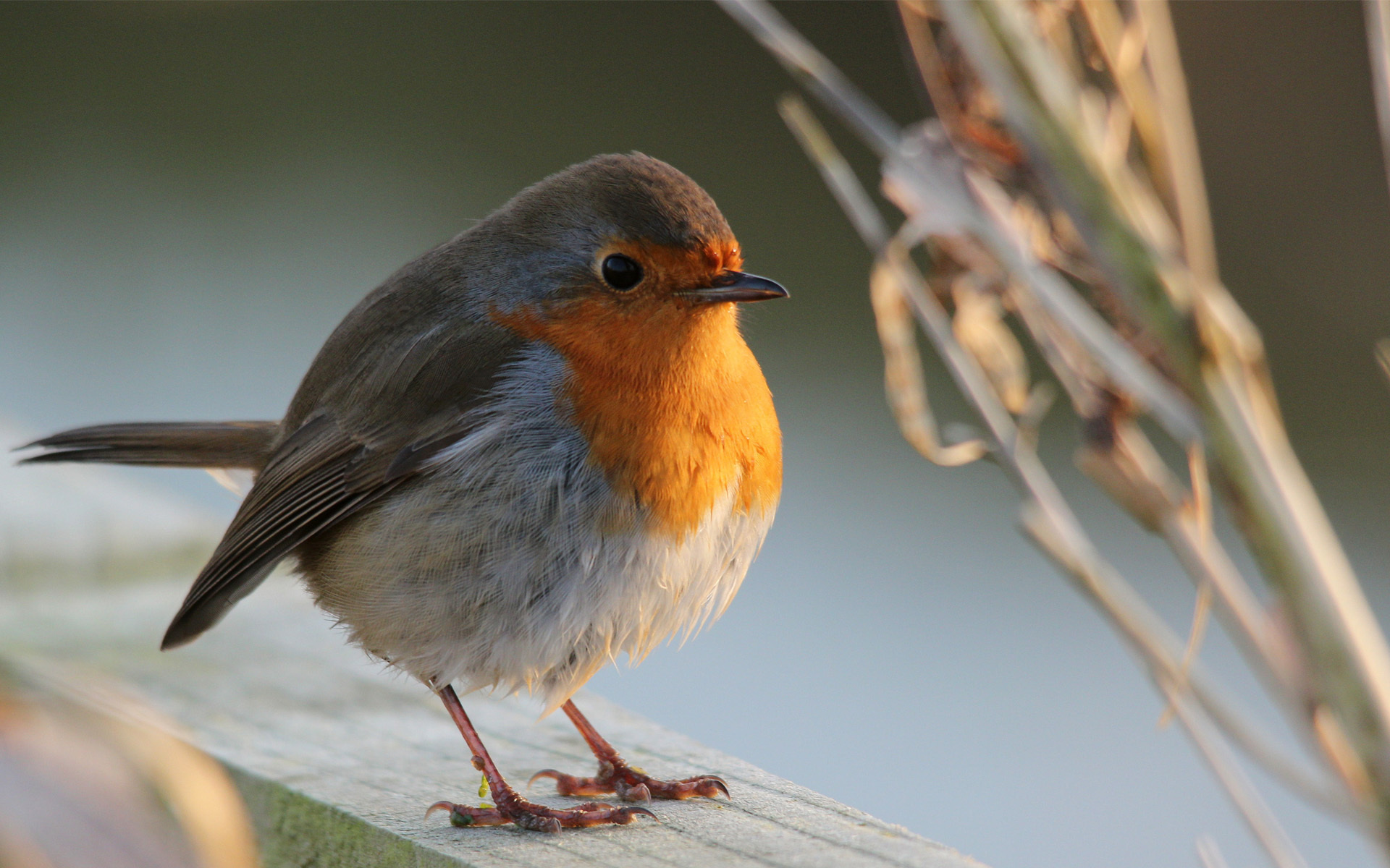 Téléchargez gratuitement l'image Oiseau, Des Oiseaux, Animaux sur le bureau de votre PC