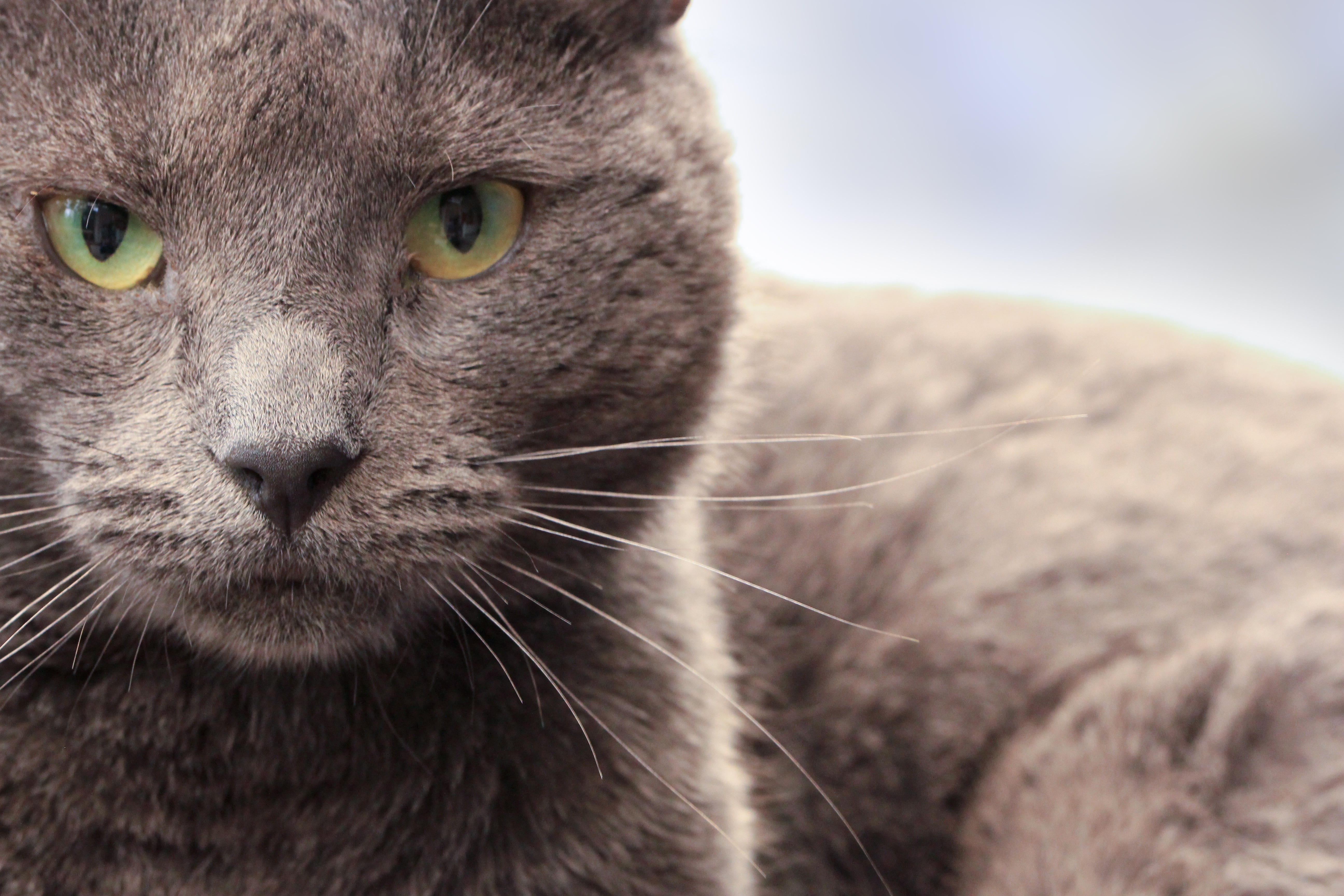 Laden Sie das Der Kater, Schnauze, Sicht, Meinung, Tiere, Katze-Bild kostenlos auf Ihren PC-Desktop herunter