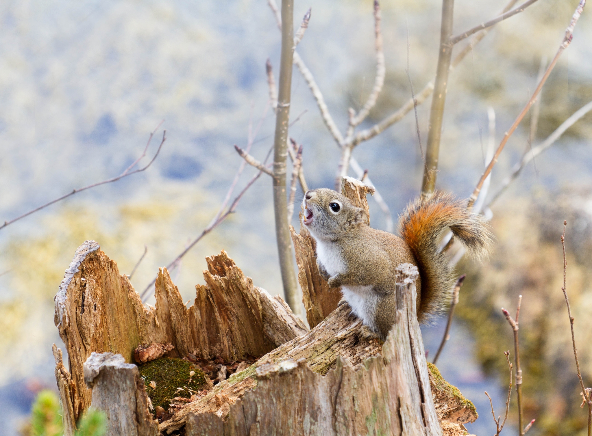animals, squirrel, branches, bark, climb, log Free Stock Photo