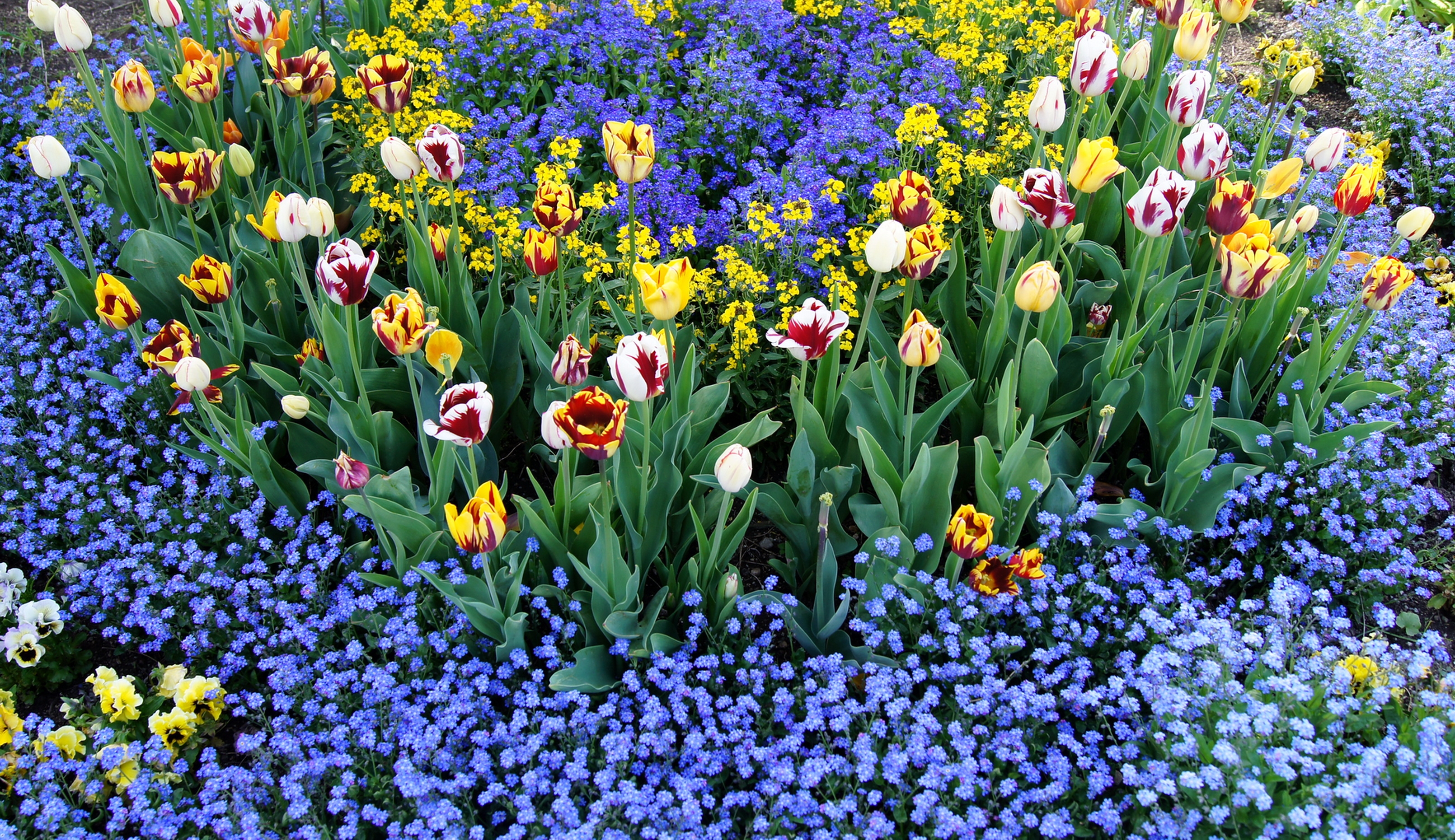 tulips, flower bed, flowerbed, flowers, pattern, small, different