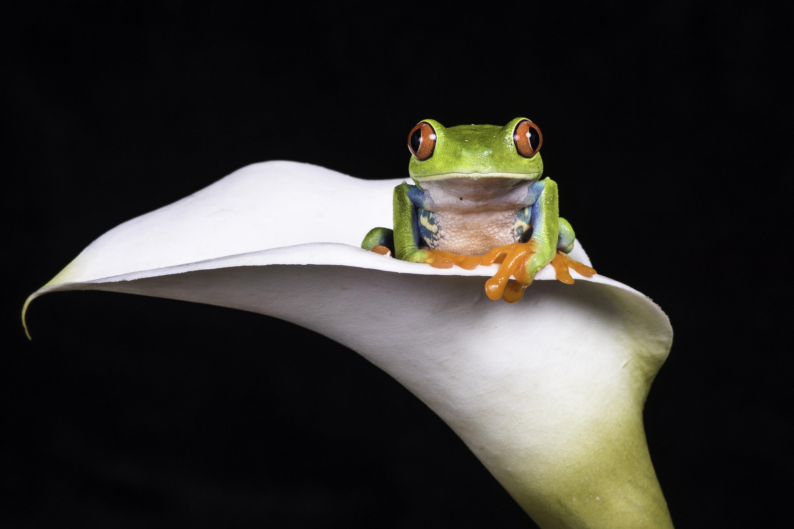 Free download wallpaper Frogs, Flower, Animal, Frog, Amphibian, White Flower, Tree Frog, Red Eyed Tree Frog on your PC desktop