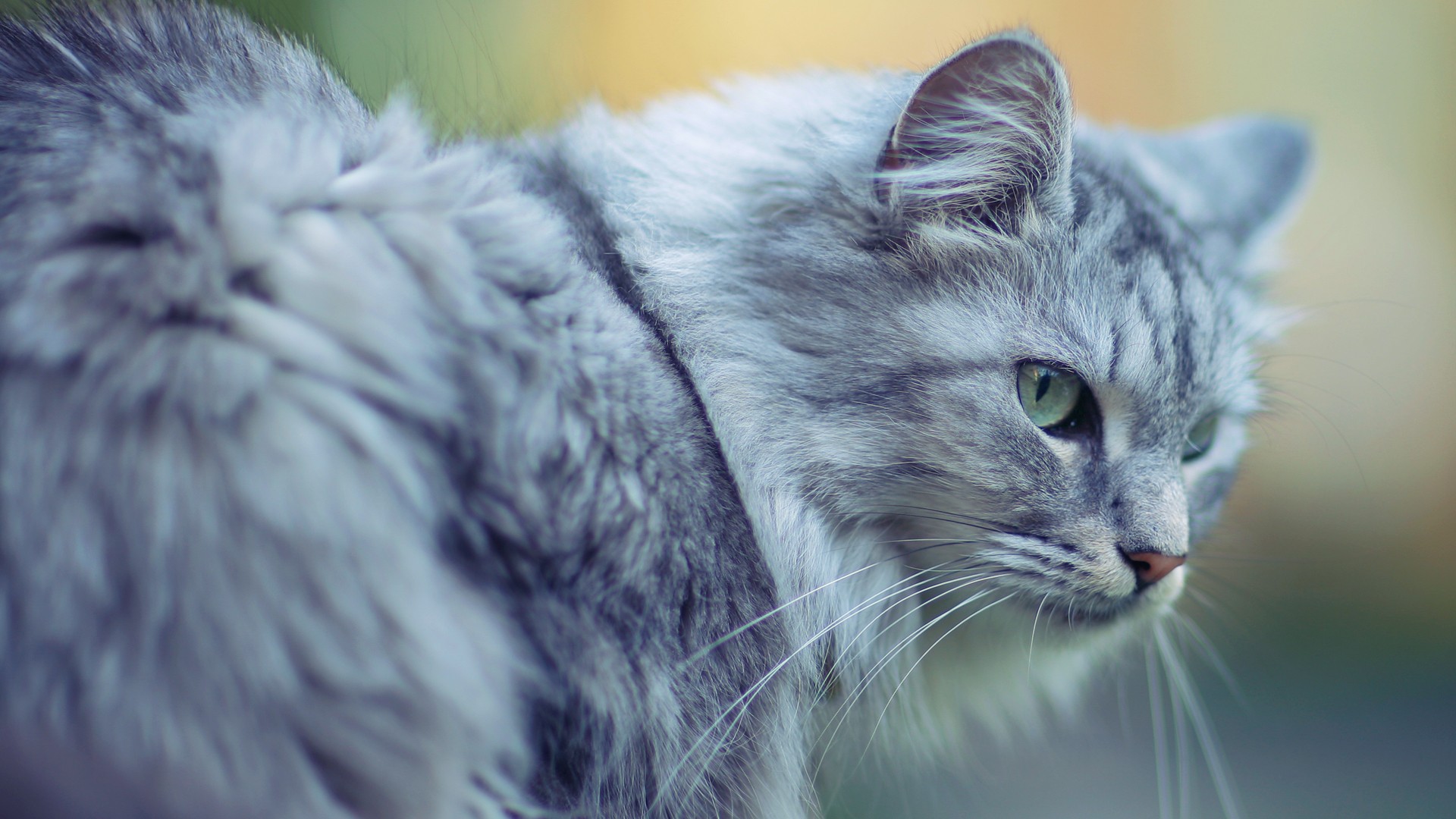 Baixe gratuitamente a imagem Animais, Gatos, Gato na área de trabalho do seu PC