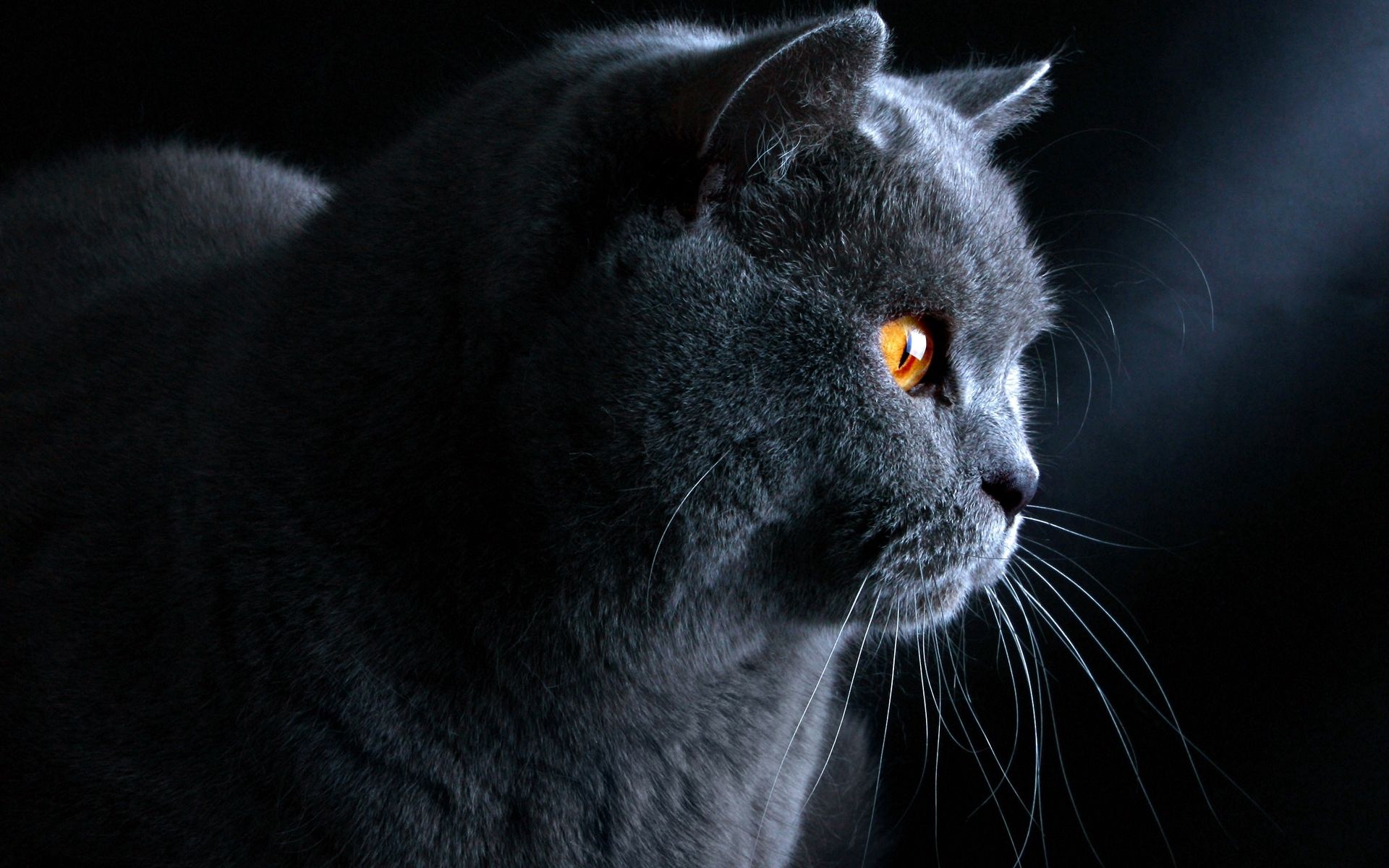 Laden Sie das Britisch, Der Kater, Schnauze, Tiere, Katze-Bild kostenlos auf Ihren PC-Desktop herunter