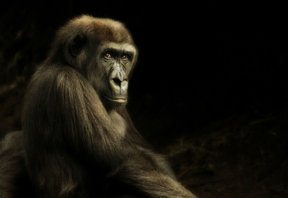 1520314 Hintergrundbild herunterladen tiere, gorilla - Bildschirmschoner und Bilder kostenlos