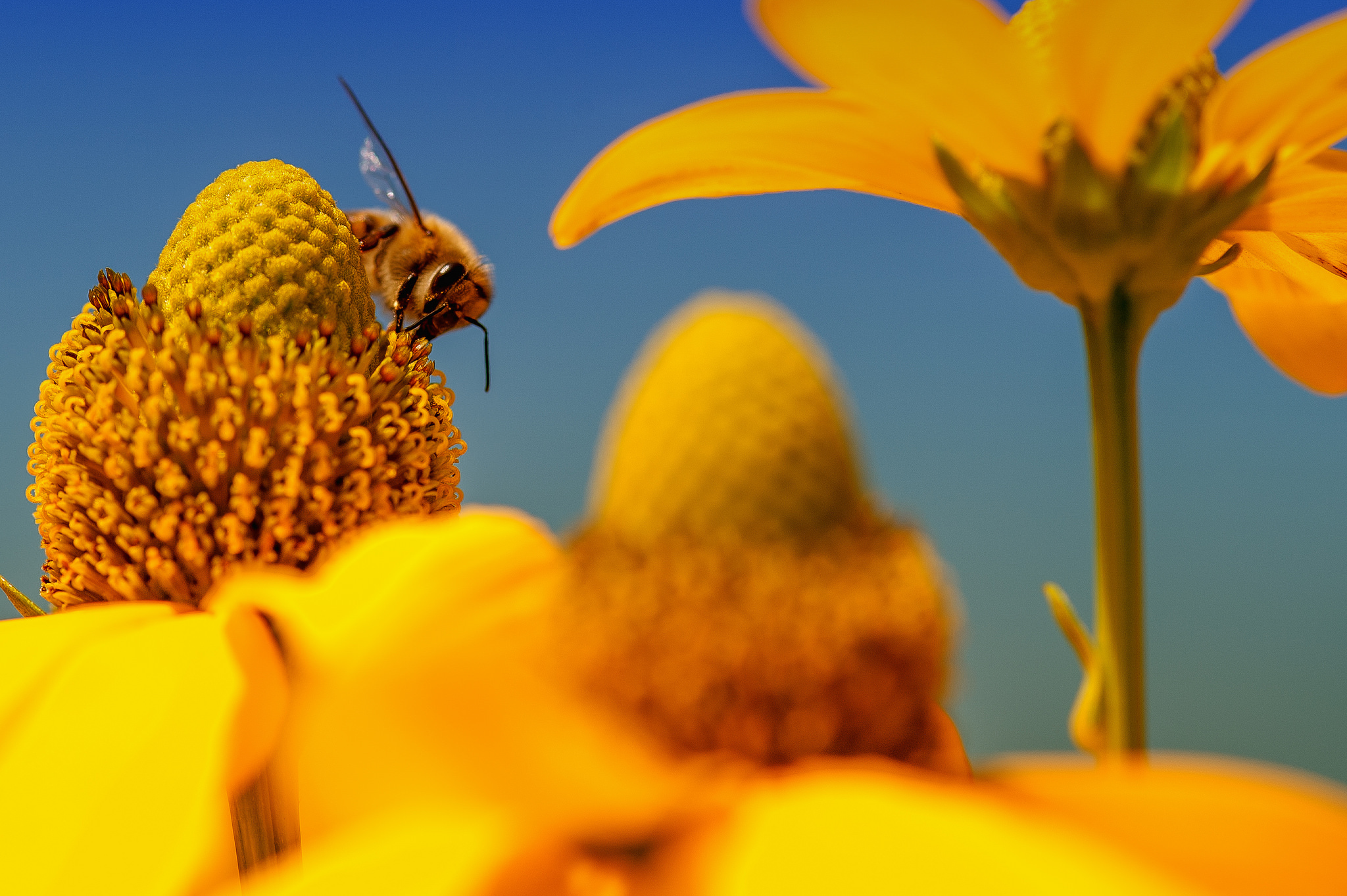 Download mobile wallpaper Insects, Flower, Macro, Insect, Bee, Animal, Yellow Flower for free.