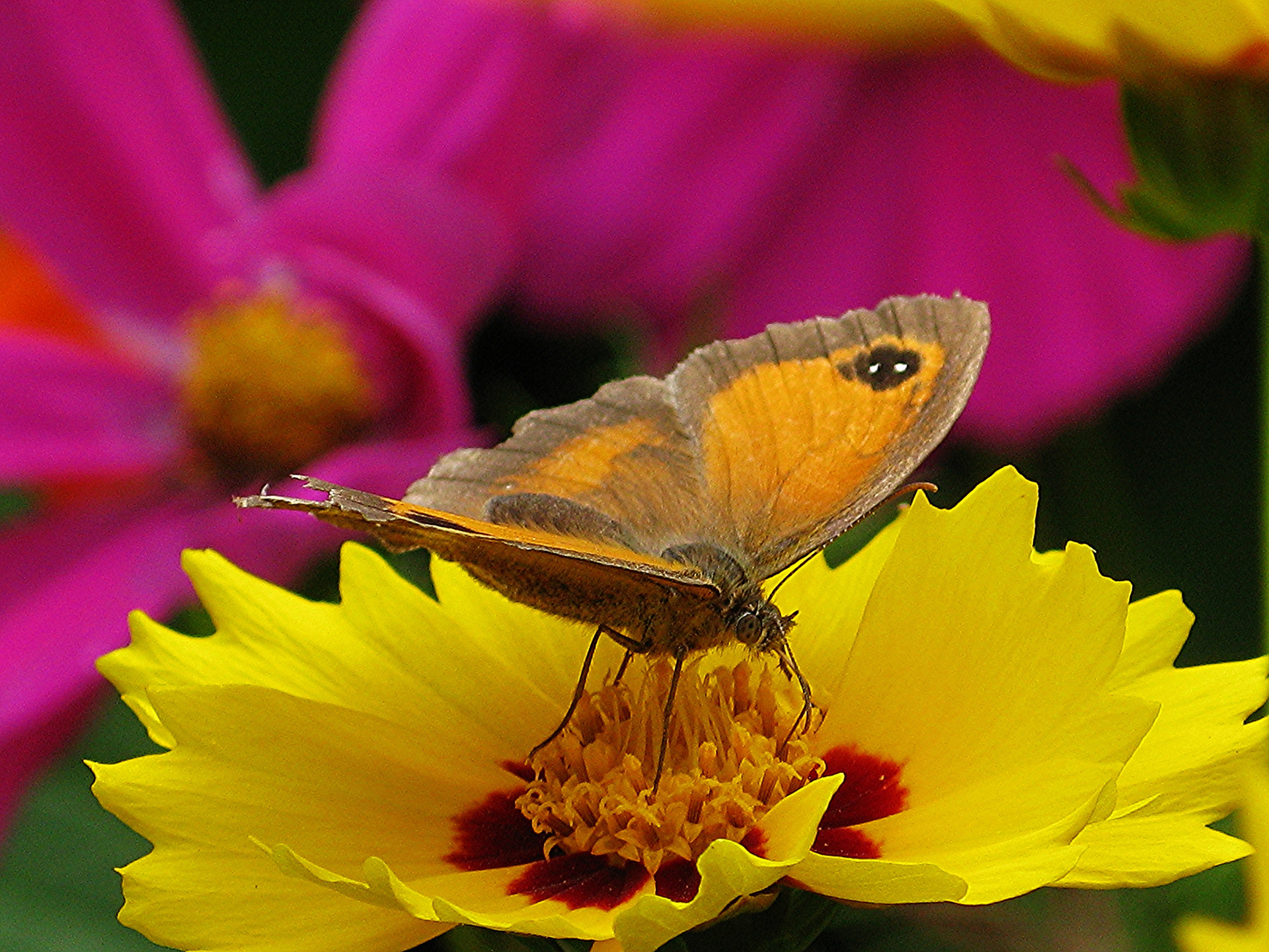PCデスクトップに動物, 蝶, 花, 黄色い花画像を無料でダウンロード
