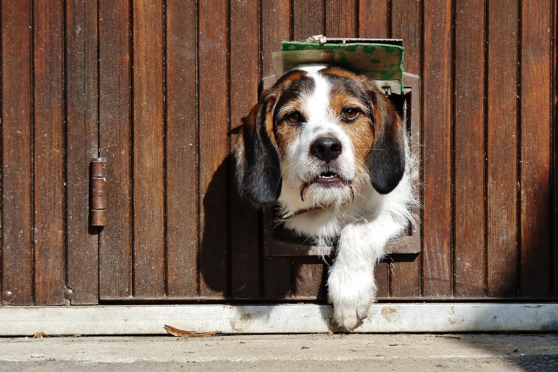 無料モバイル壁紙動物, 犬をダウンロードします。