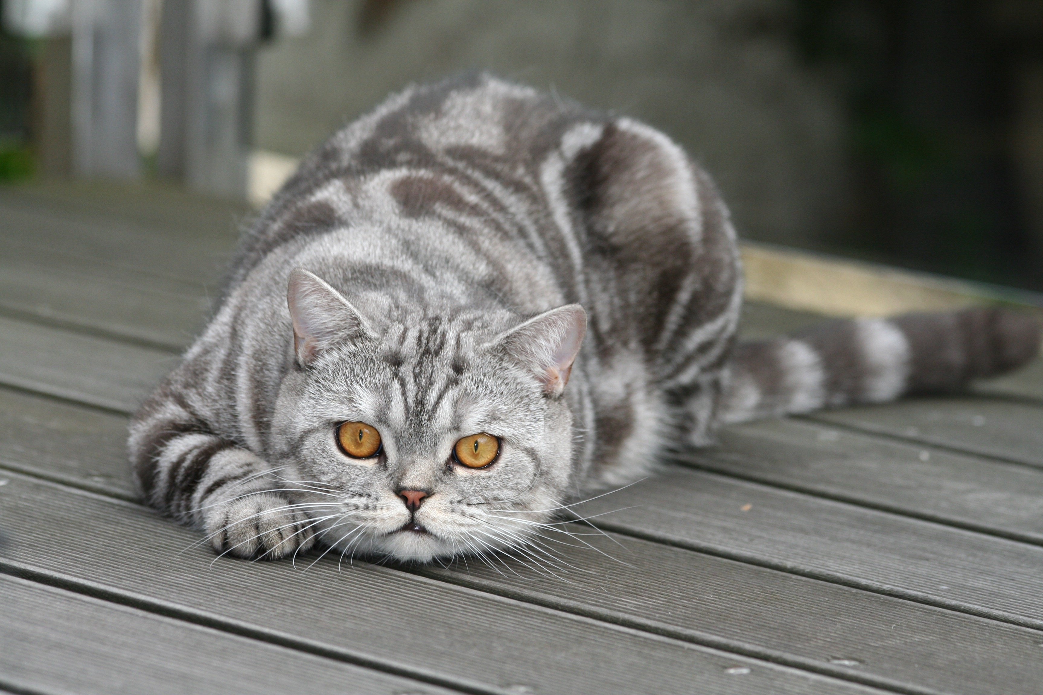 Handy-Wallpaper Tiere, Katzen, Katze kostenlos herunterladen.