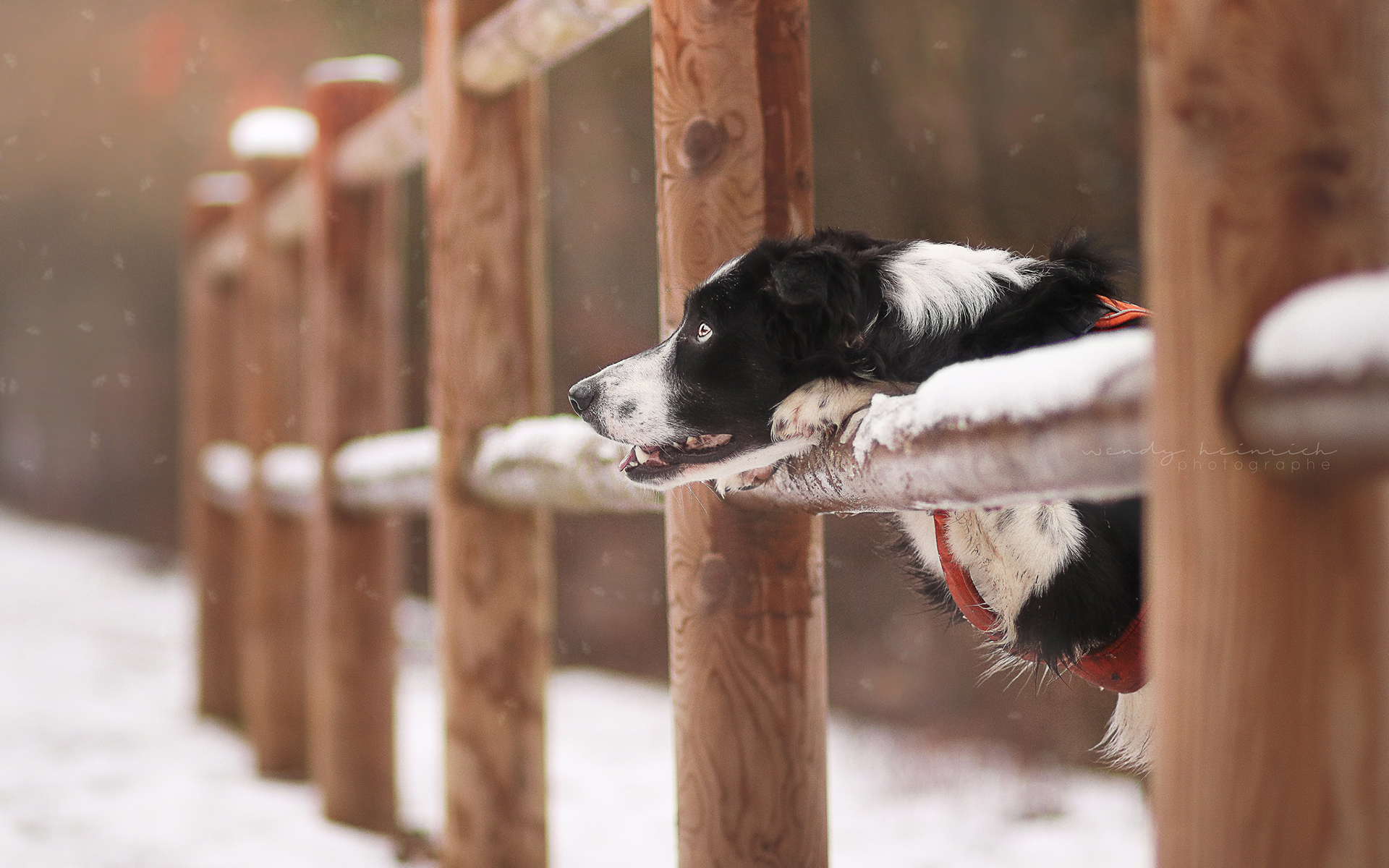 Download mobile wallpaper Dogs, Dog, Fence, Animal, Border Collie for free.