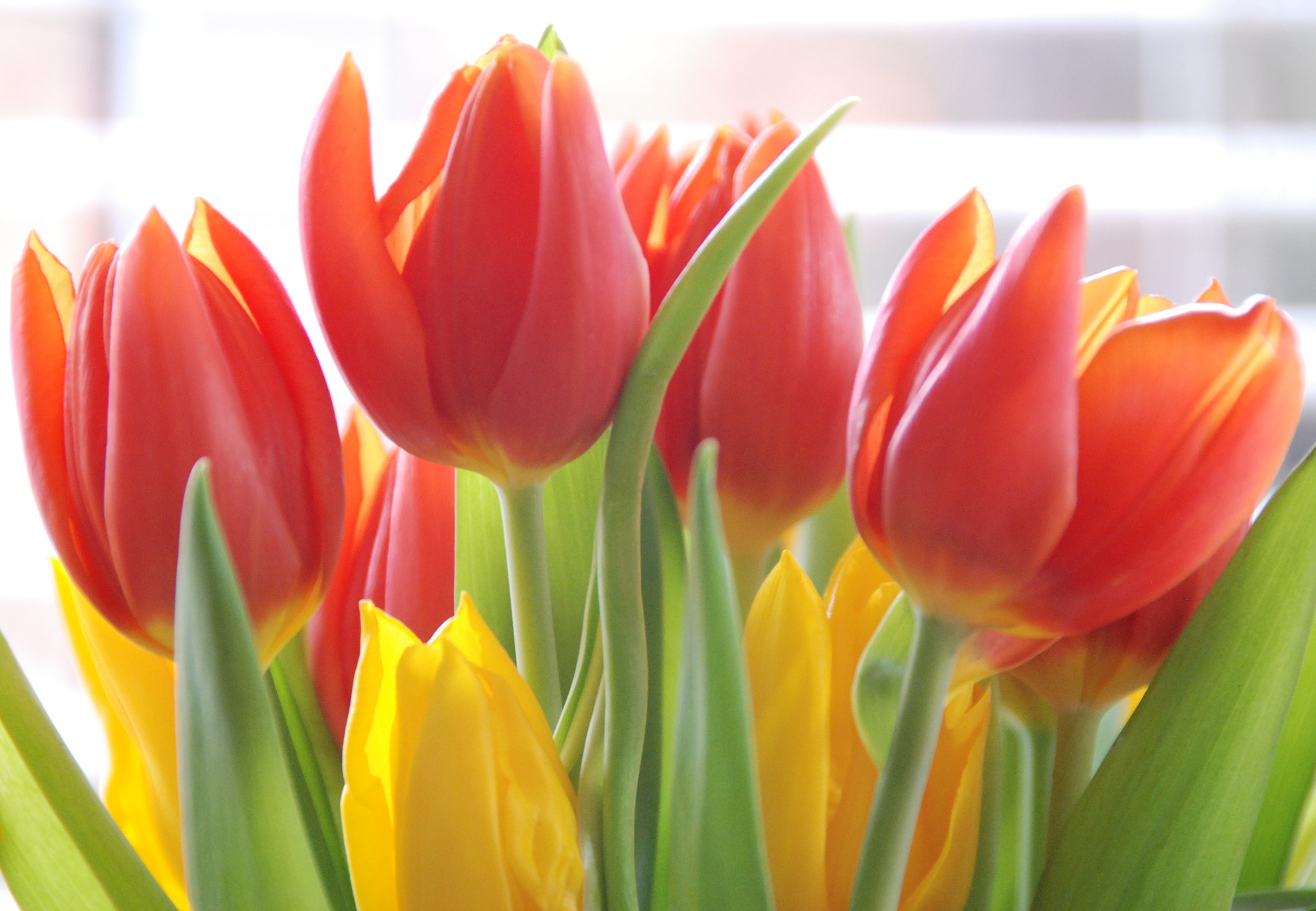Baixar papel de parede para celular de Tulipa, Fechar Se, Flores, Terra/natureza gratuito.