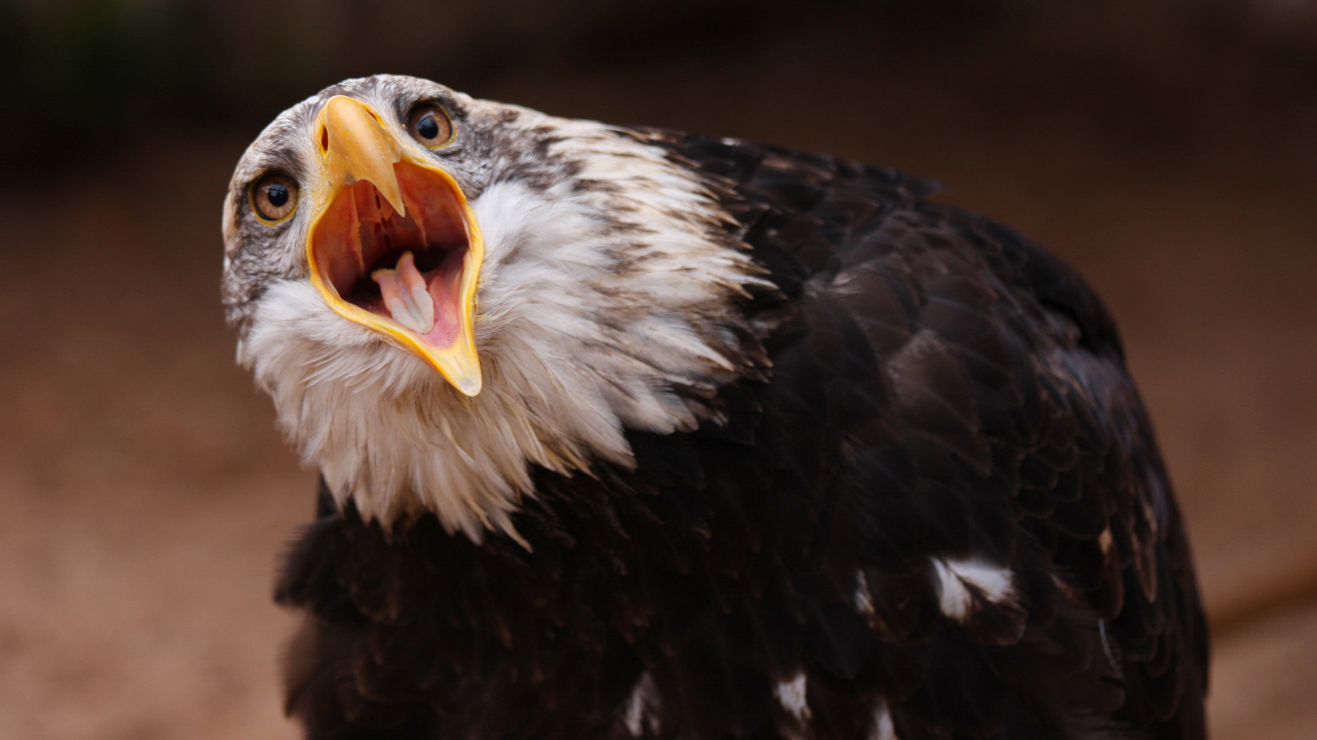 Handy-Wallpaper Tiere, Weißkopfseeadler kostenlos herunterladen.