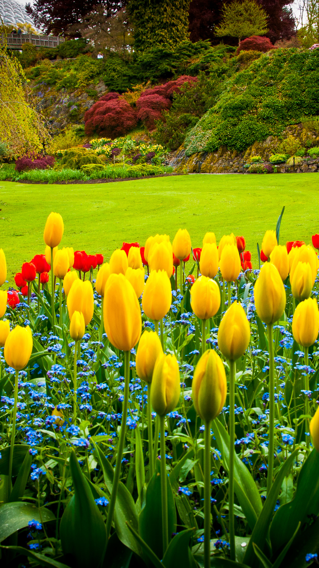 Handy-Wallpaper Natur, Blume, Park, Garten, Tulpe, Gelbe Blume, Menschengemacht kostenlos herunterladen.