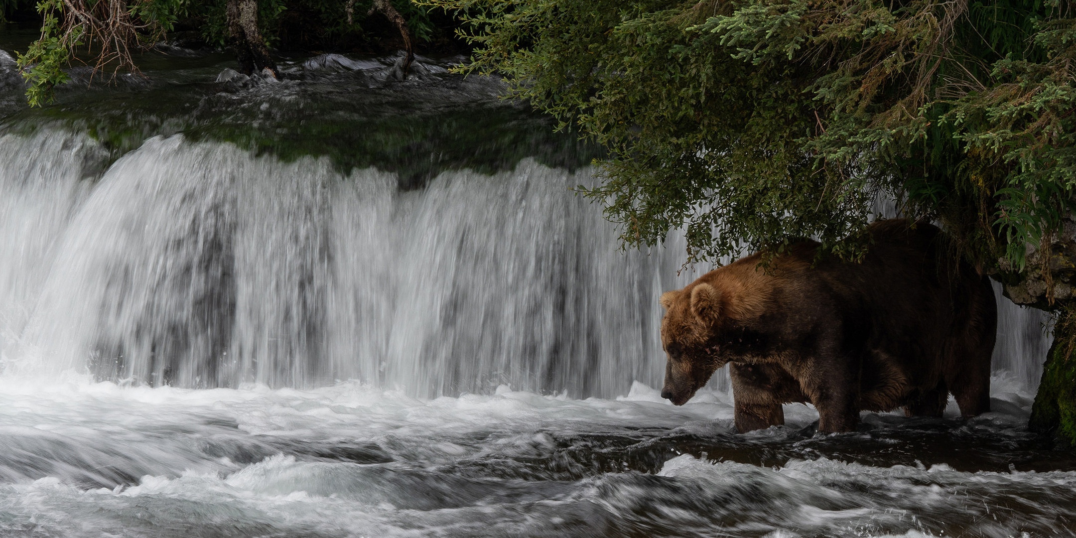 Скачать картинку Животные, Медведи, Водопад, Медведь в телефон бесплатно.