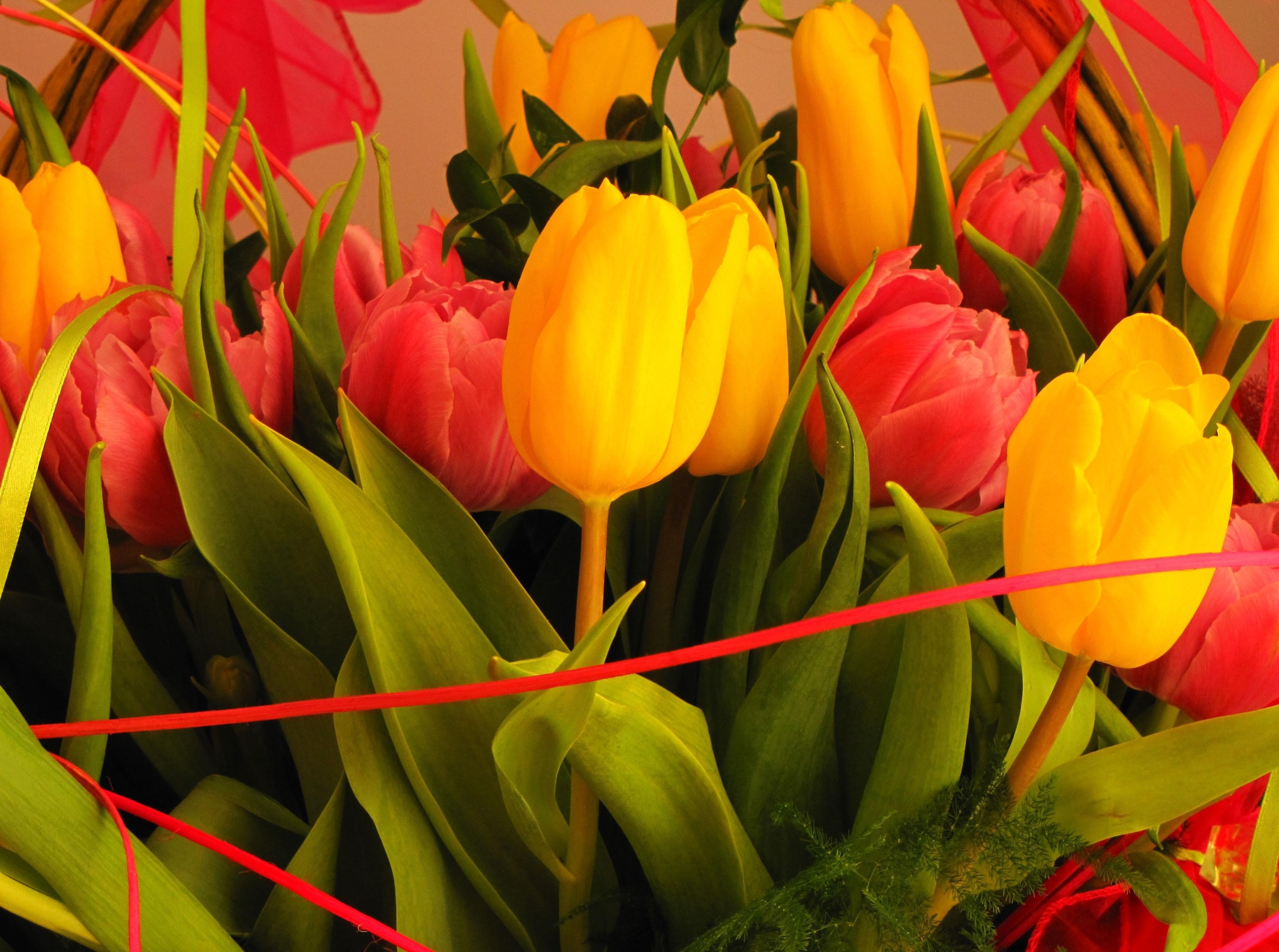 1920x1080 Background flowers, tulips, registration, typography, close up, bouquet