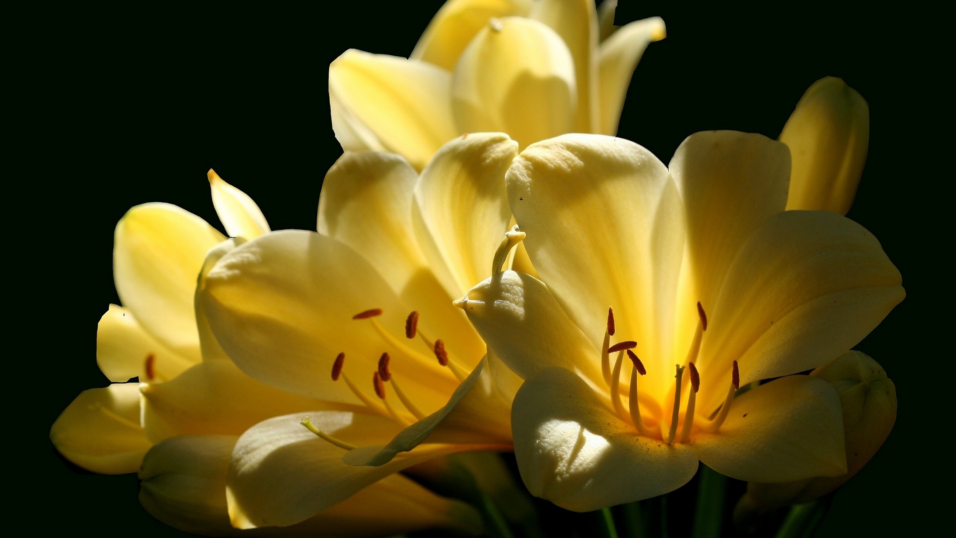Download mobile wallpaper Flower, Earth, Lily for free.
