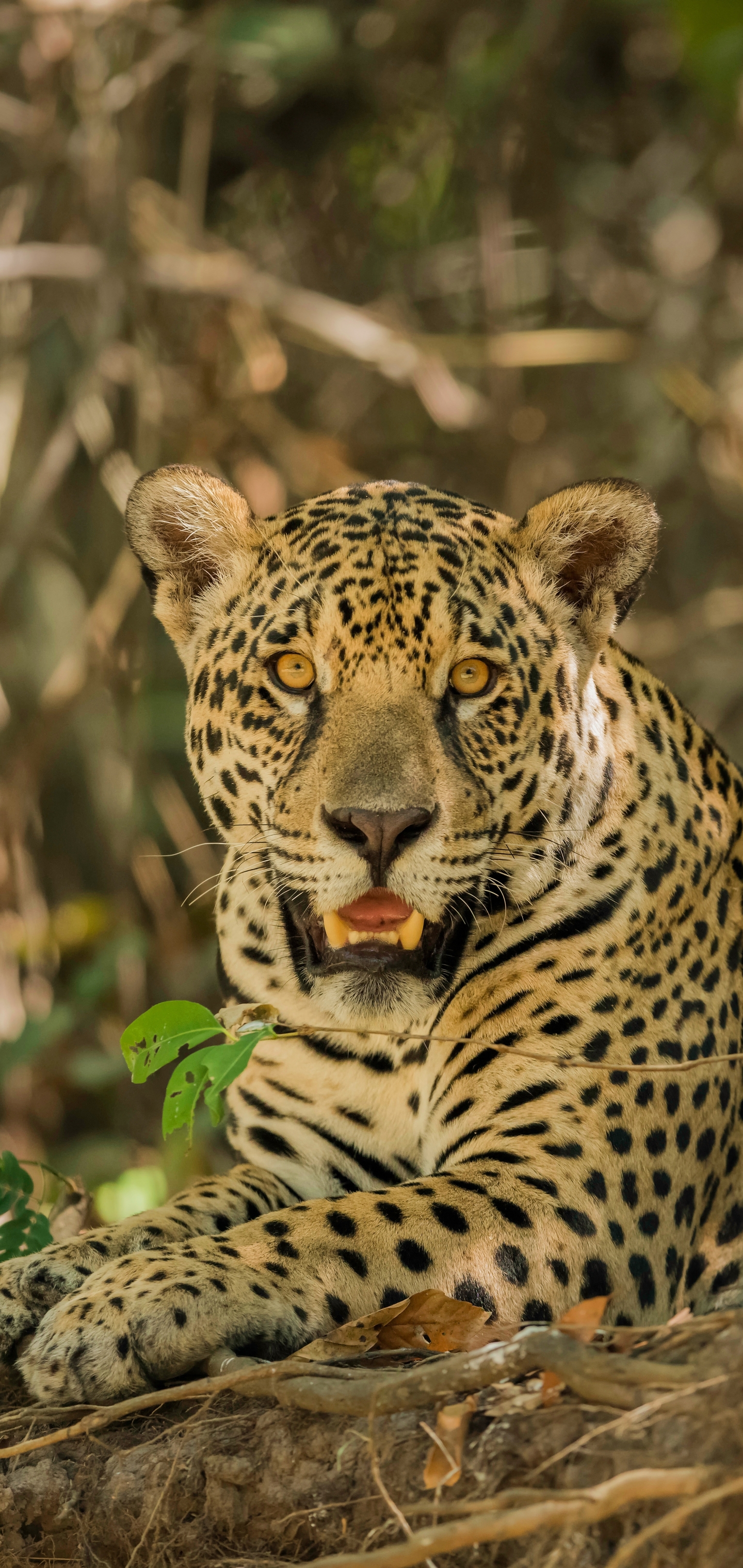 Handy-Wallpaper Tiere, Katzen, Jaguar kostenlos herunterladen.