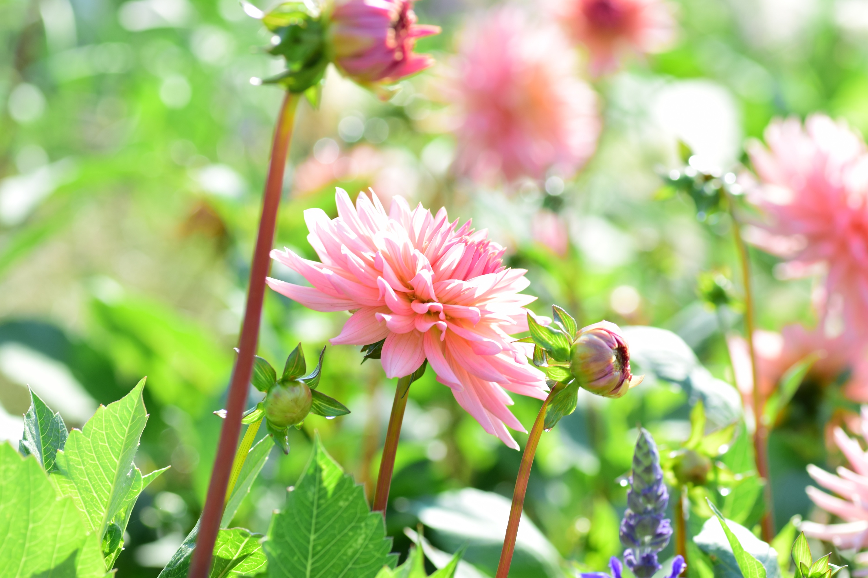 Free download wallpaper Nature, Flowers, Flower, Blur, Earth, Dahlia, Pink Flower on your PC desktop