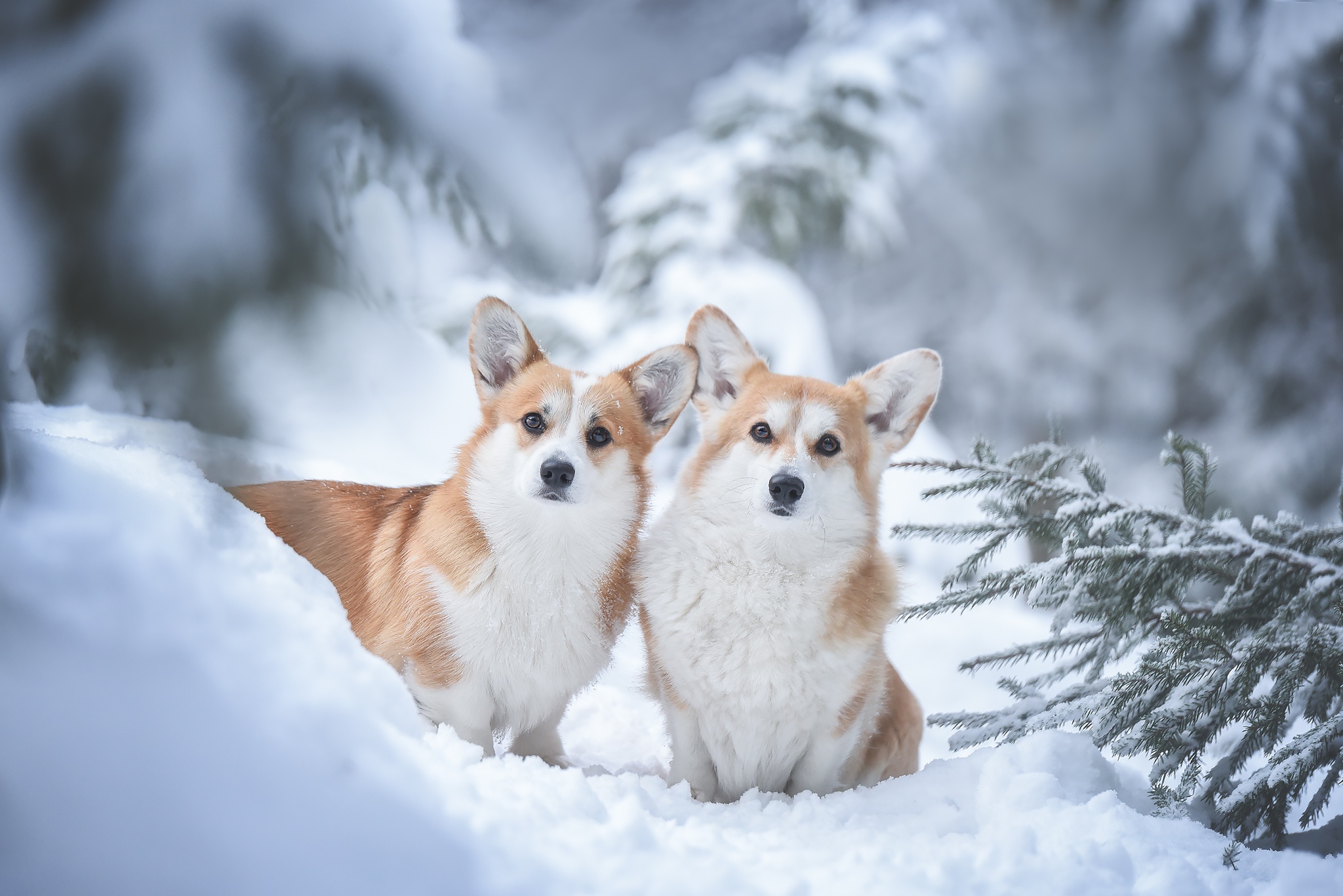 PCデスクトップに動物, 雪, 犬, コーギー画像を無料でダウンロード