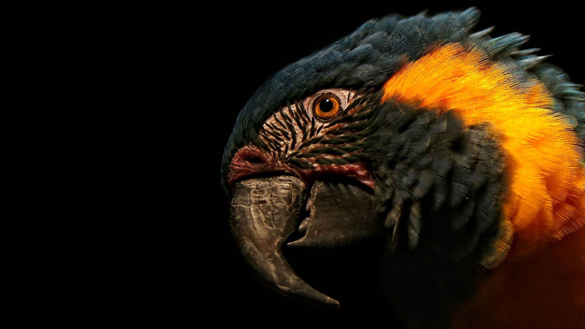 Download mobile wallpaper Head, Animals, Beak, Macro, Feather, Parrots for free.