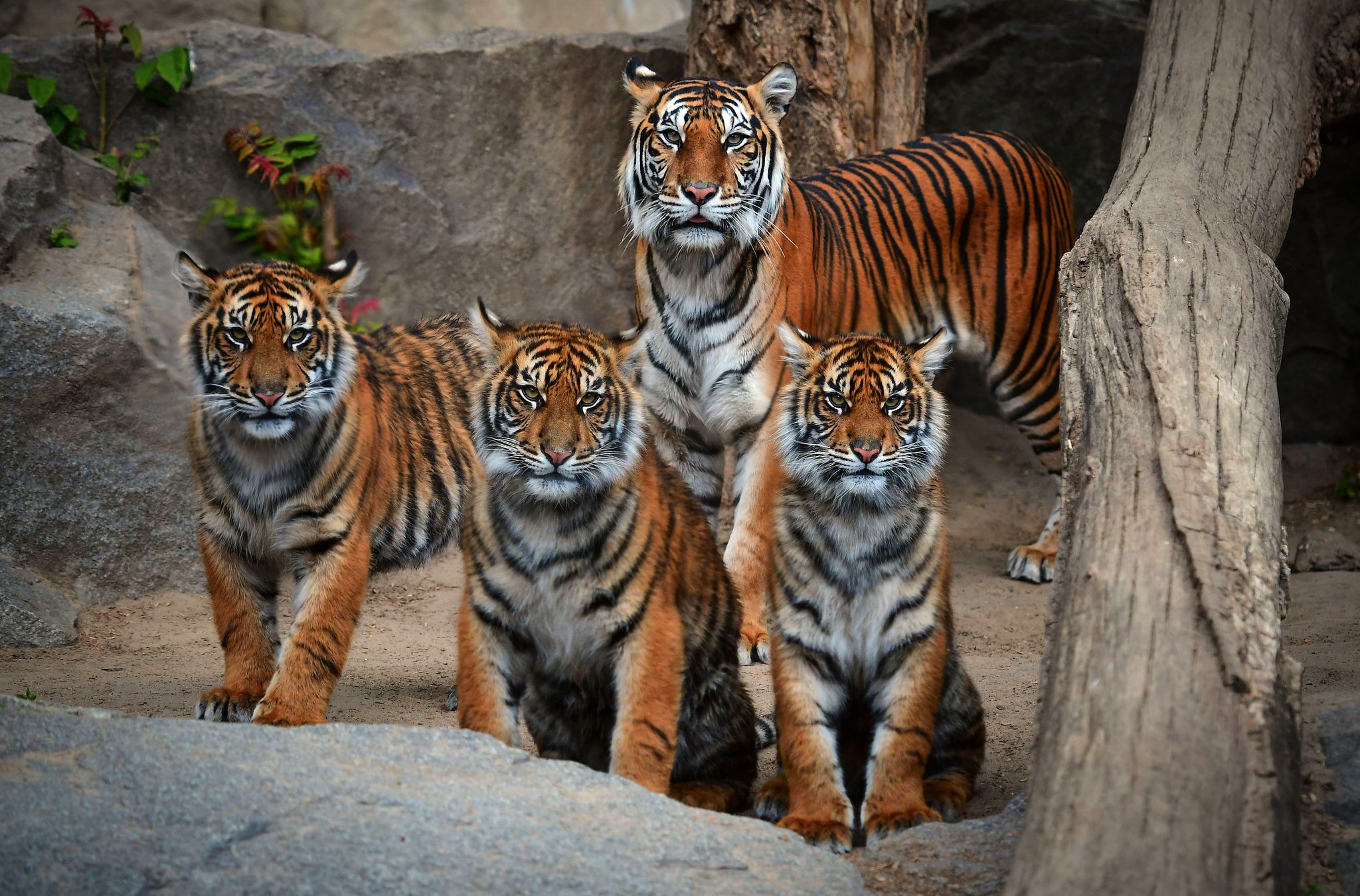 Download mobile wallpaper Cats, Animal, Tiger for free.