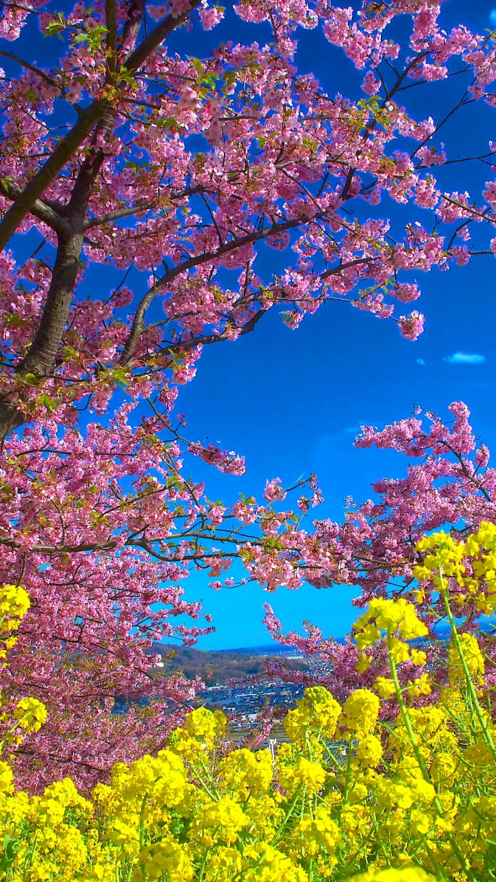 Download mobile wallpaper Flower, Tree, Earth, Spring, Yellow Flower, Blossom, Pink Flower for free.