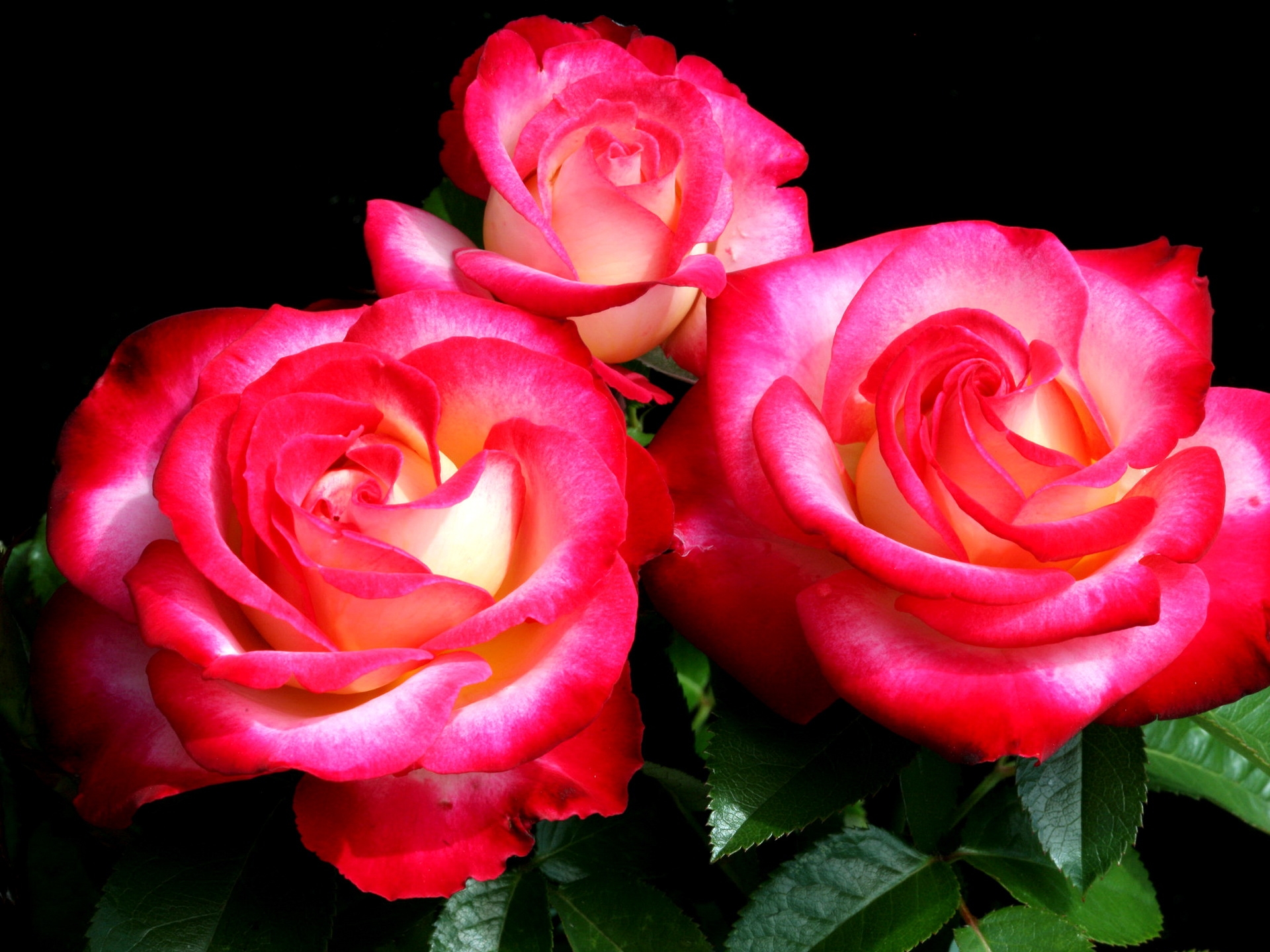 66877 скачать обои три, розы, яркие, цветы, букет, крупный план - заставки и картинки бесплатно