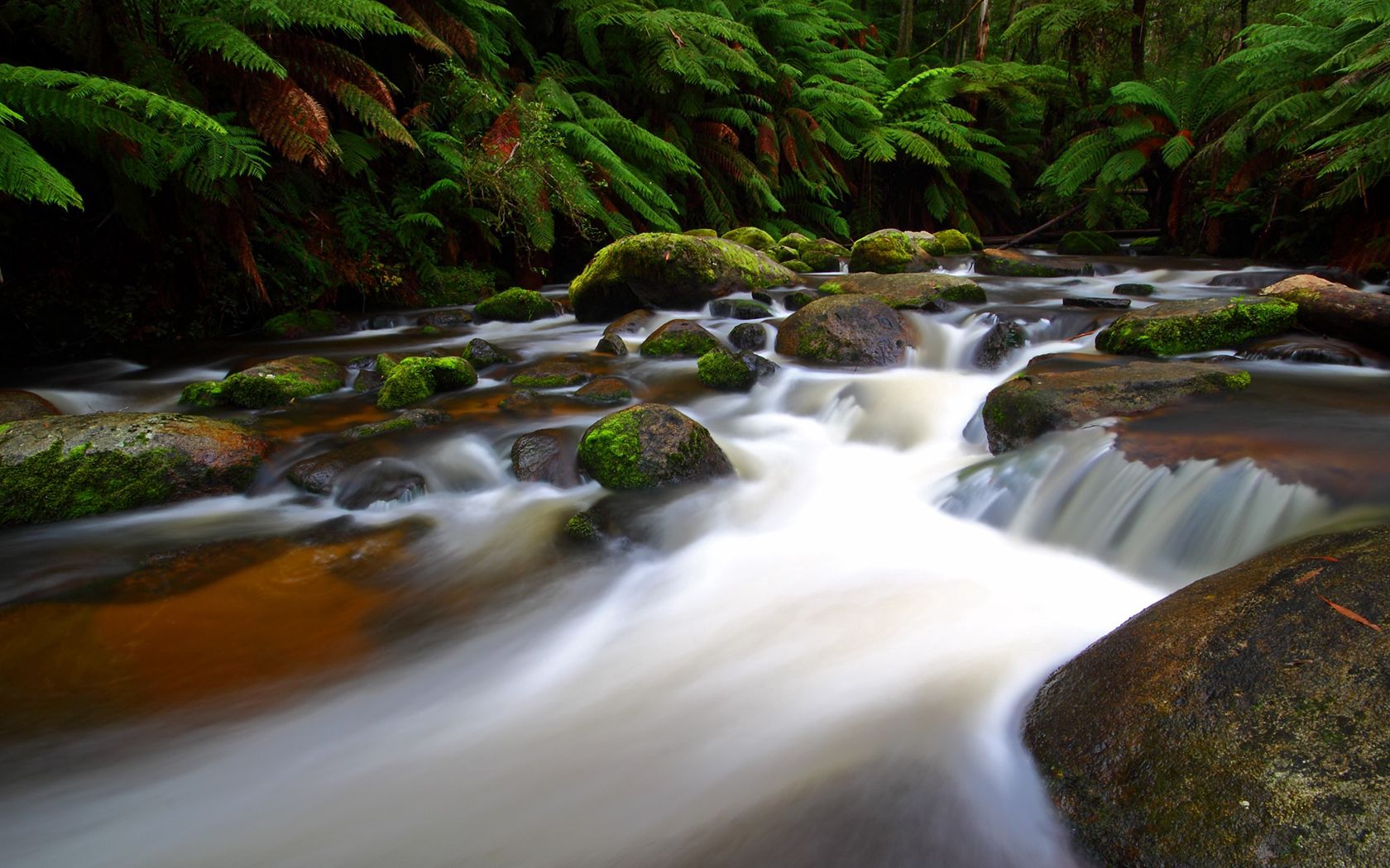 PC Wallpapers nature, rivers, fern, flow, moss, stream
