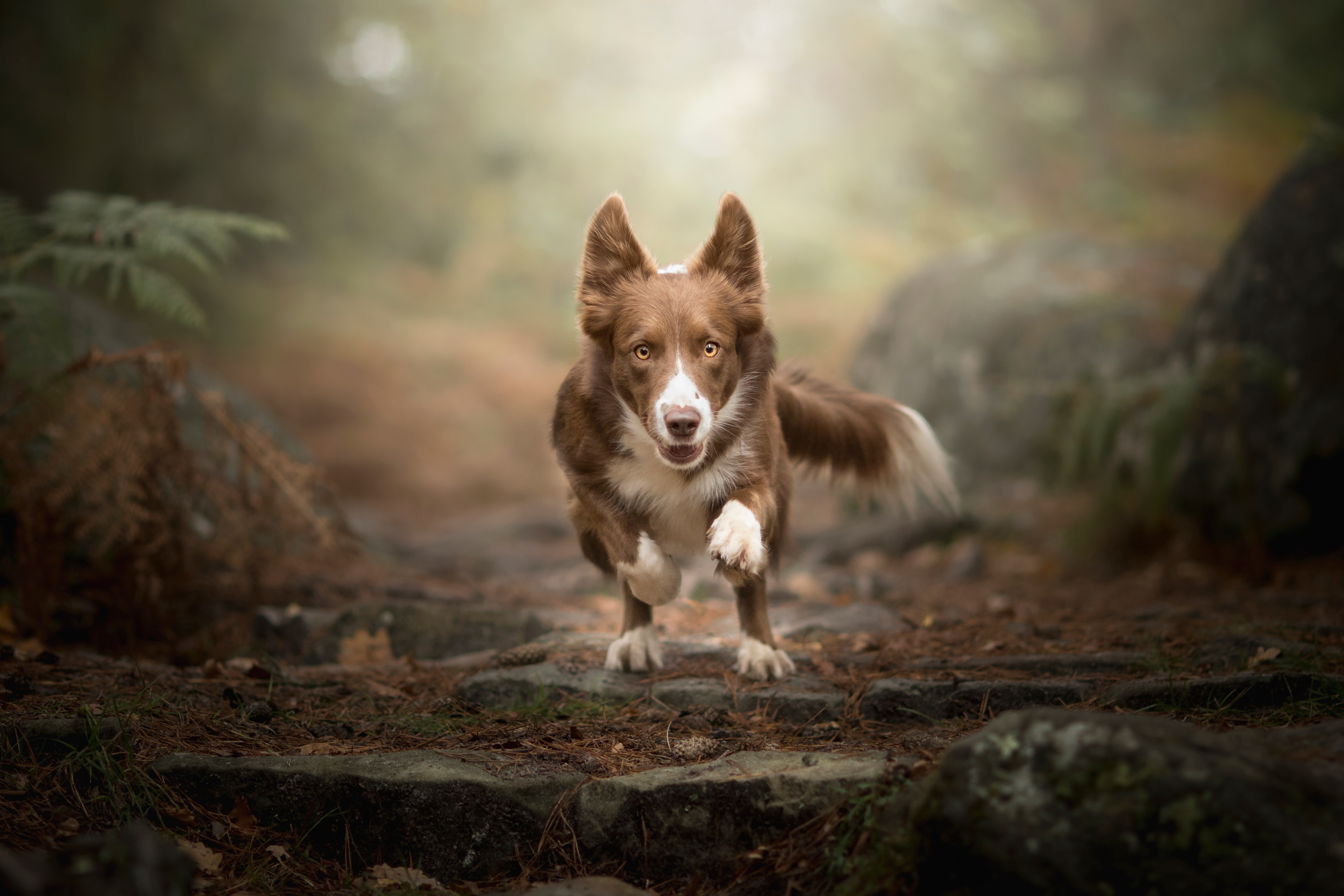 Descarga gratuita de fondo de pantalla para móvil de Animales, Perros, Perro, Profundidad De Campo, Collie De La Frontera.