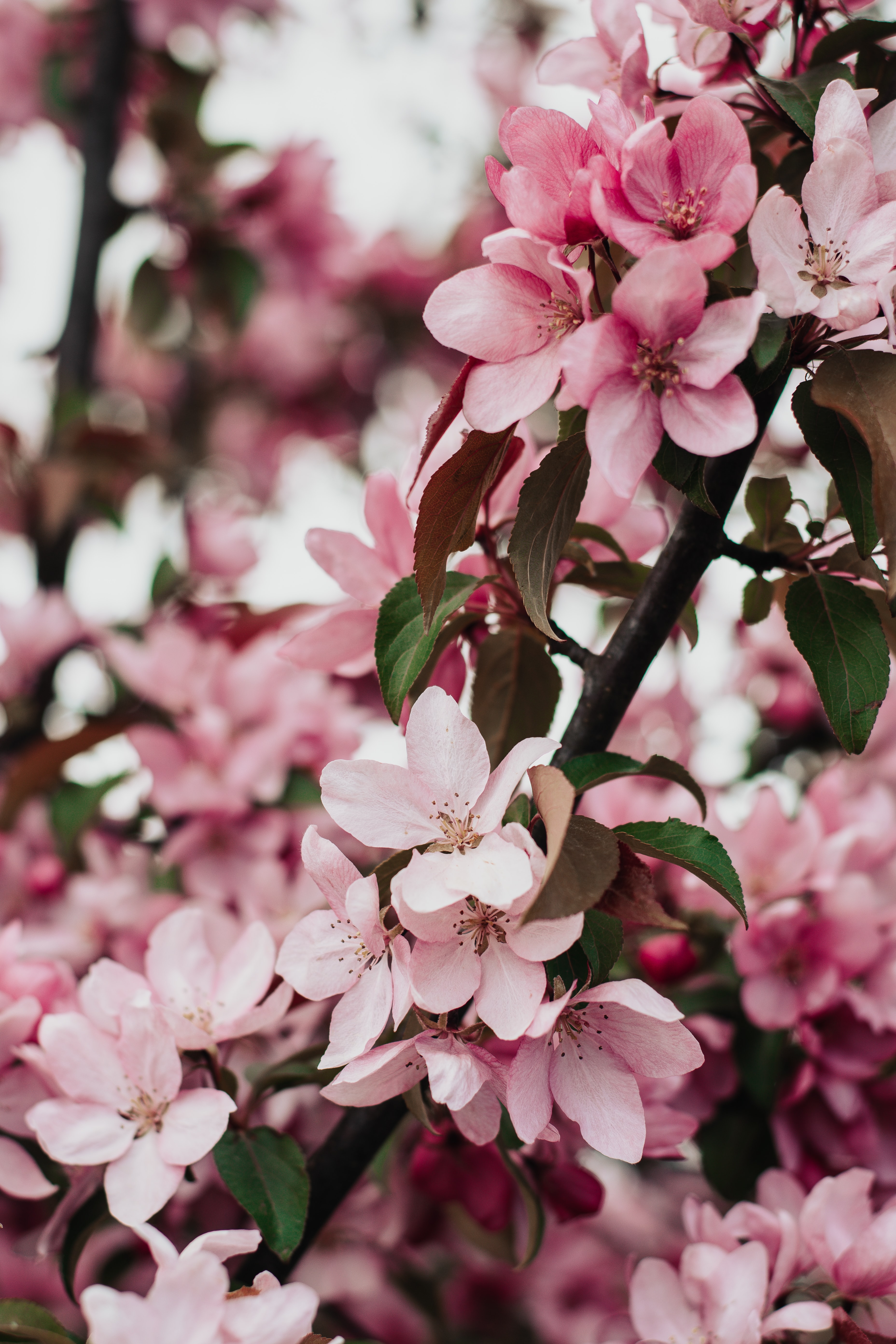 Download mobile wallpaper Petals, Bloom, Flowering, Flowers, Sakura for free.