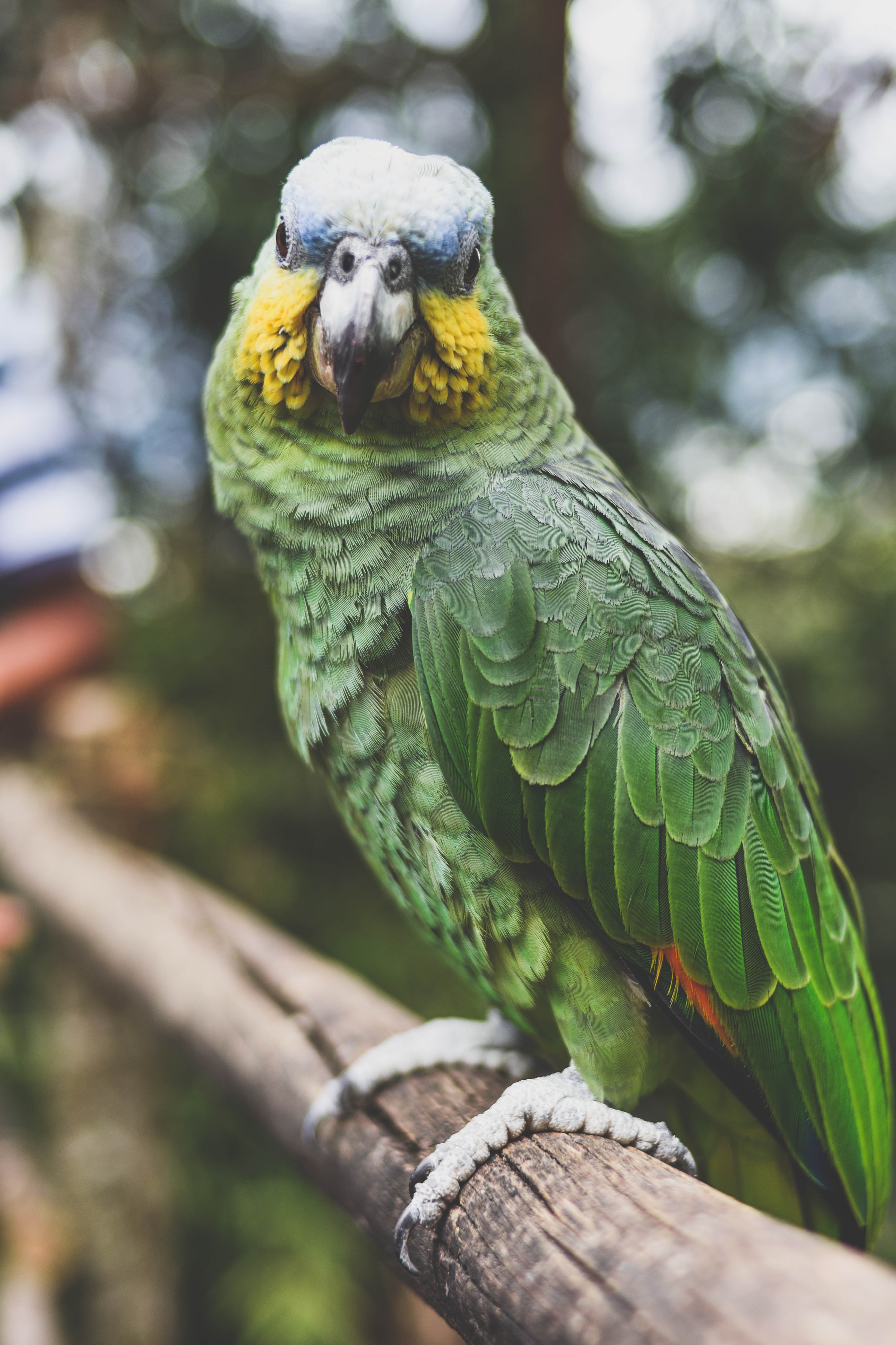 Download mobile wallpaper Animals, Beak, Bird, Color, Feather, Parrots for free.