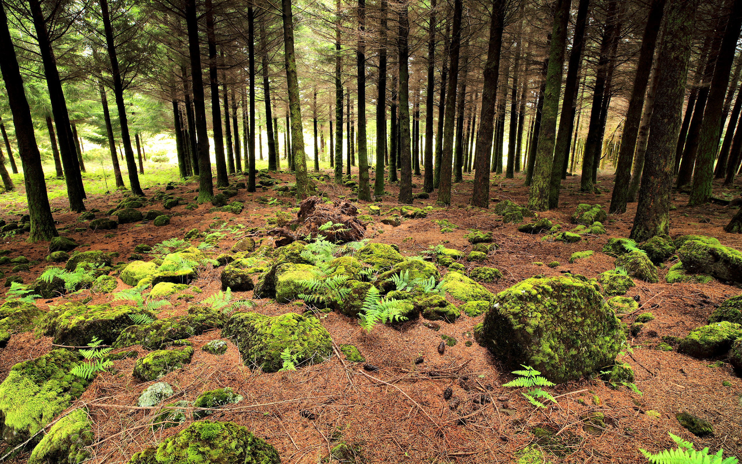 Скачать обои бесплатно Лес, Дерево, Мох, Земля/природа картинка на рабочий стол ПК