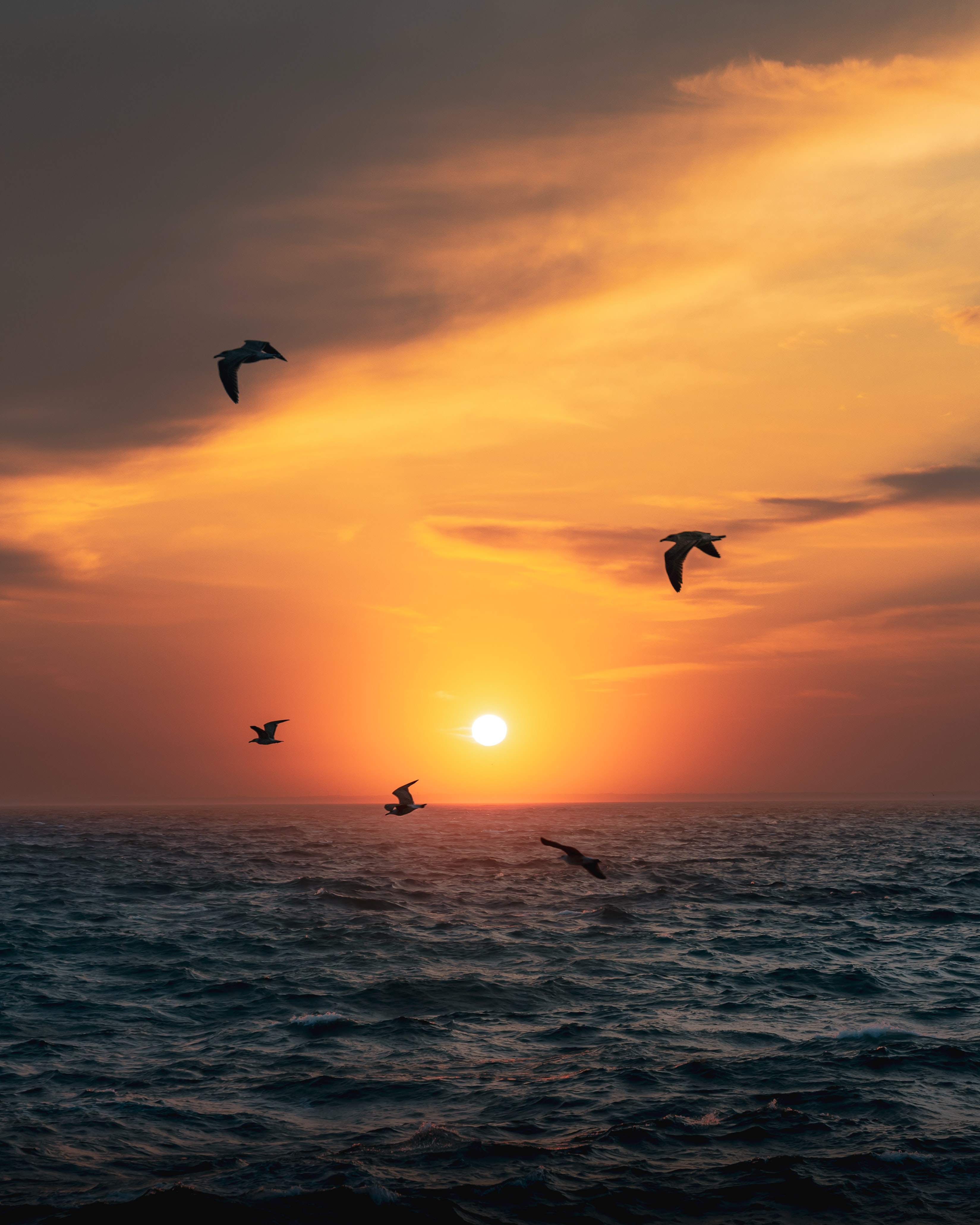sun, sea, birds, nature, sunset, horizon QHD
