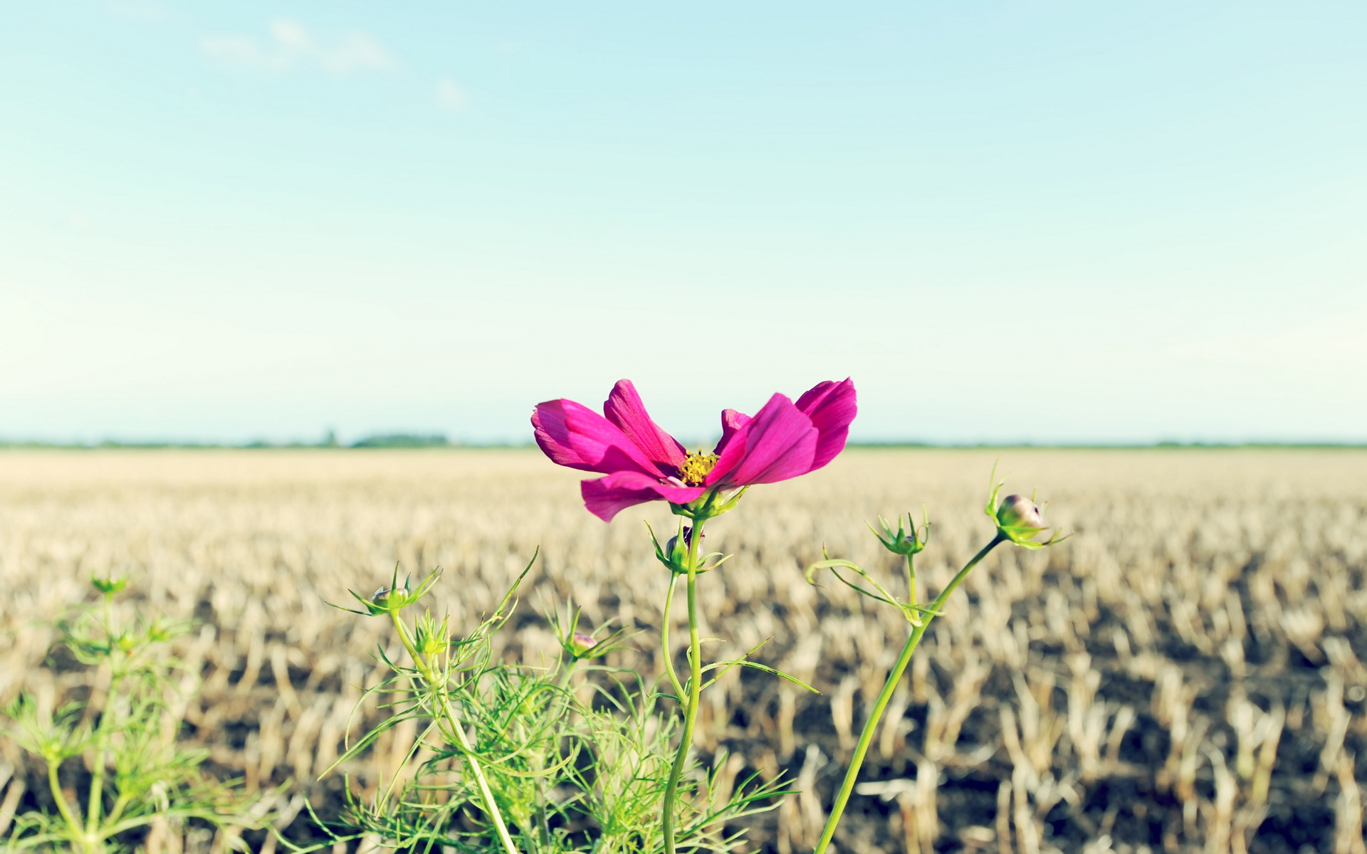 Laden Sie das Blumen, Blume, Erde/natur-Bild kostenlos auf Ihren PC-Desktop herunter