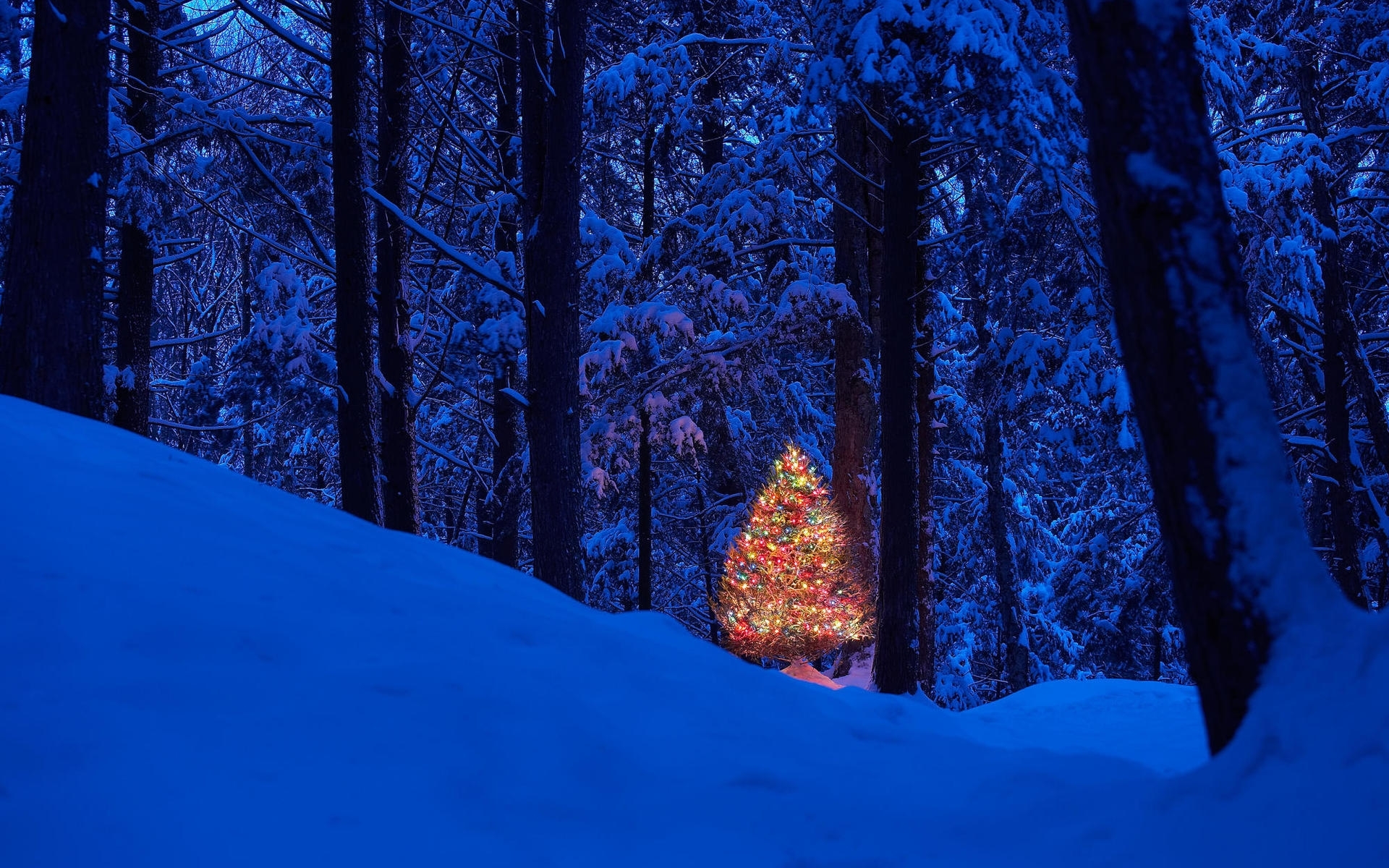 Laden Sie das Feiertage, Neujahr, Natur, Bäume, Schnee, Landschaft-Bild kostenlos auf Ihren PC-Desktop herunter