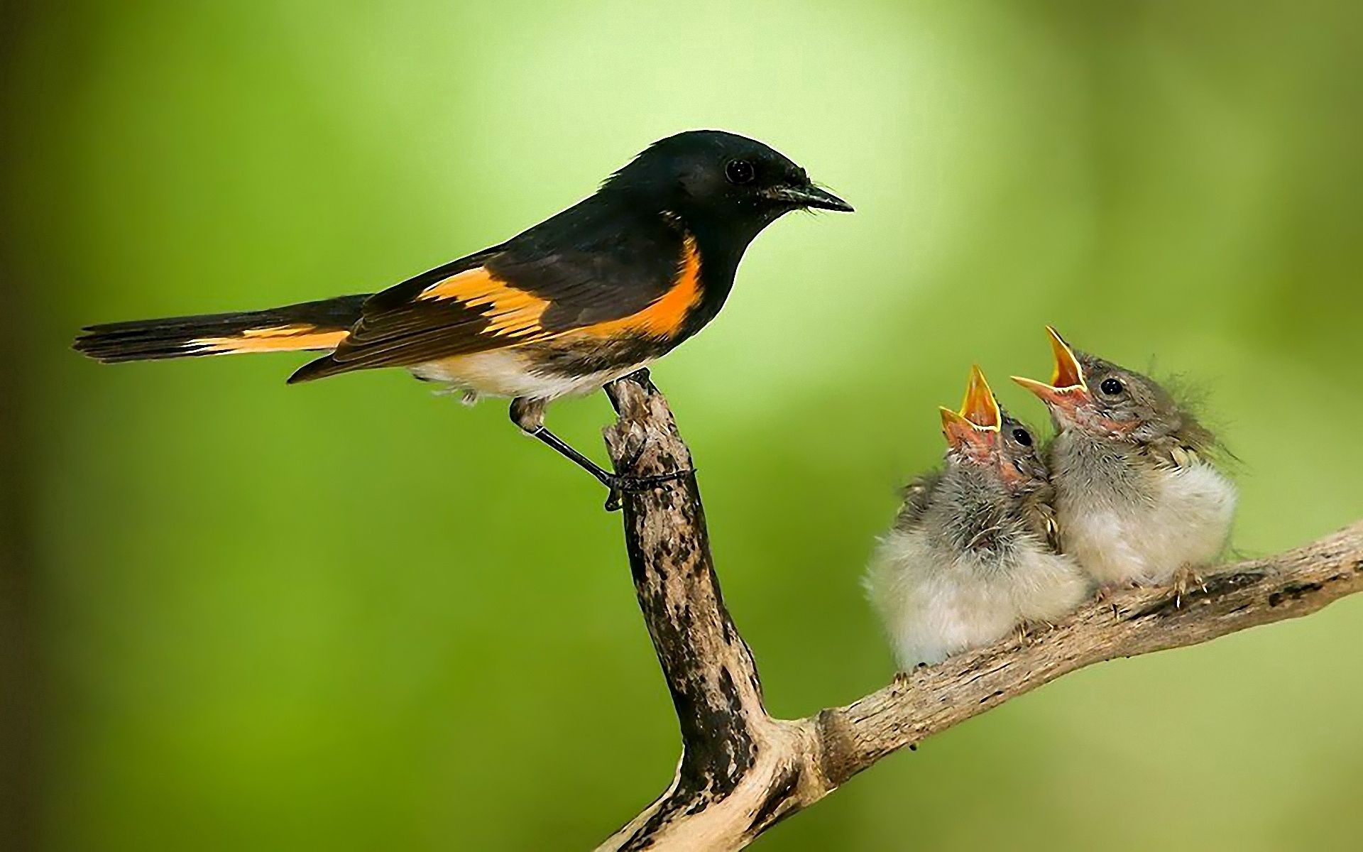 care, animals, chicks, bird, branch, nest