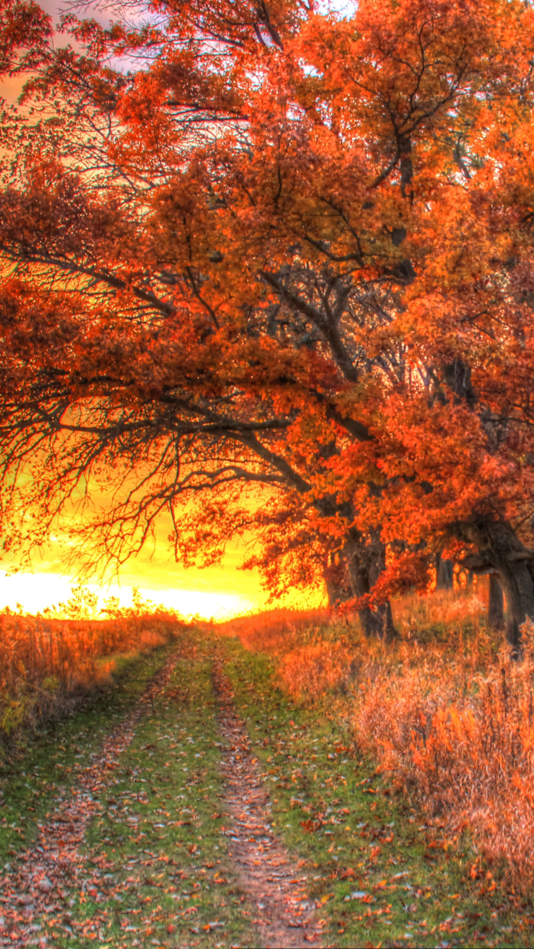 Baixar papel de parede para celular de Outono, Caminho, Floresta, Árvore, Cair, Terra/natureza gratuito.