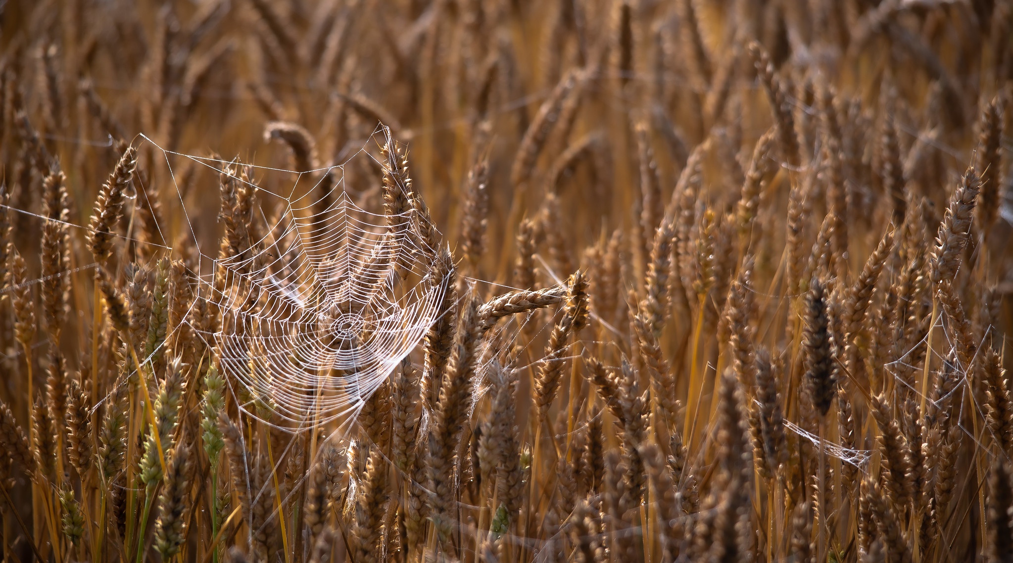 Download mobile wallpaper Wheat, Photography, Spider Web for free.