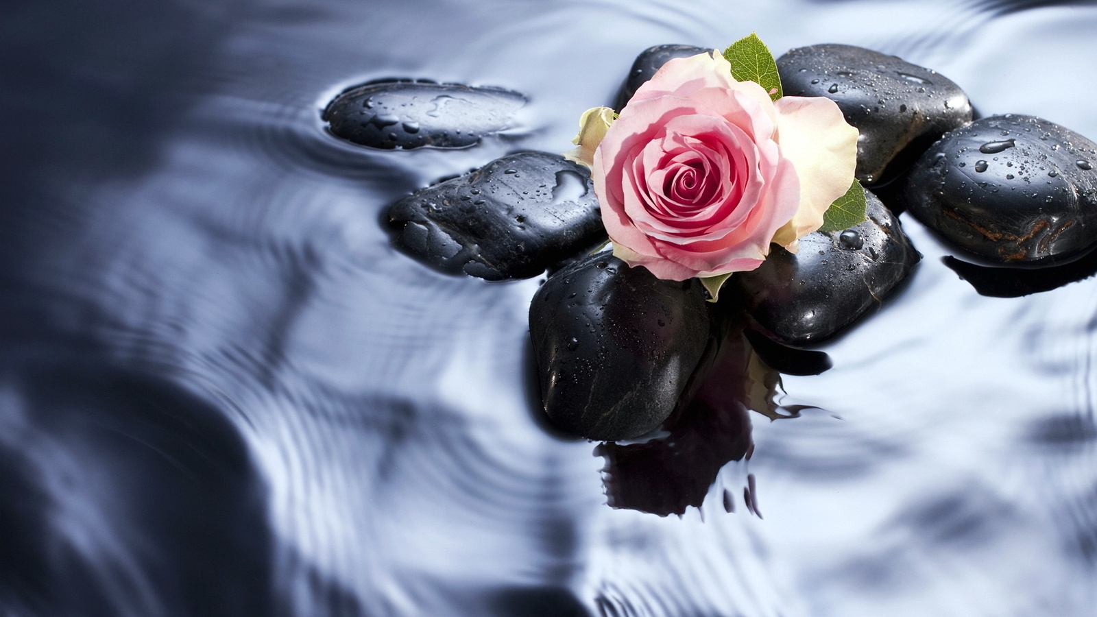 Завантажити шпалери безкоштовно Рослини, Вода, Камені, Квіти, Рози картинка на робочий стіл ПК