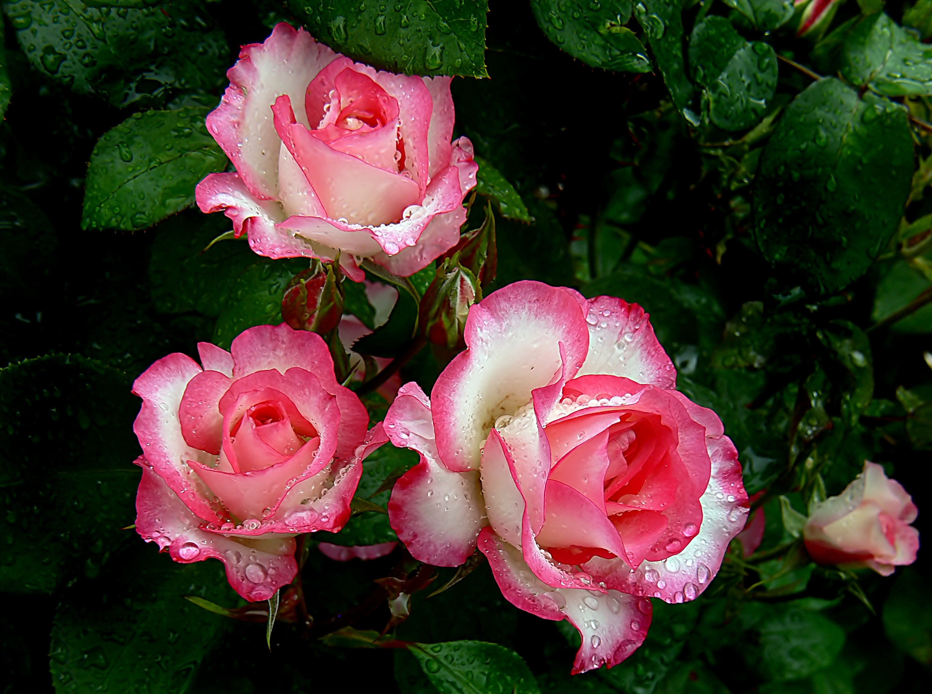 Скачати мобільні шпалери Квітка, Роза, Земля, Крапля Води, Рожева Квітка, Флауерзи безкоштовно.