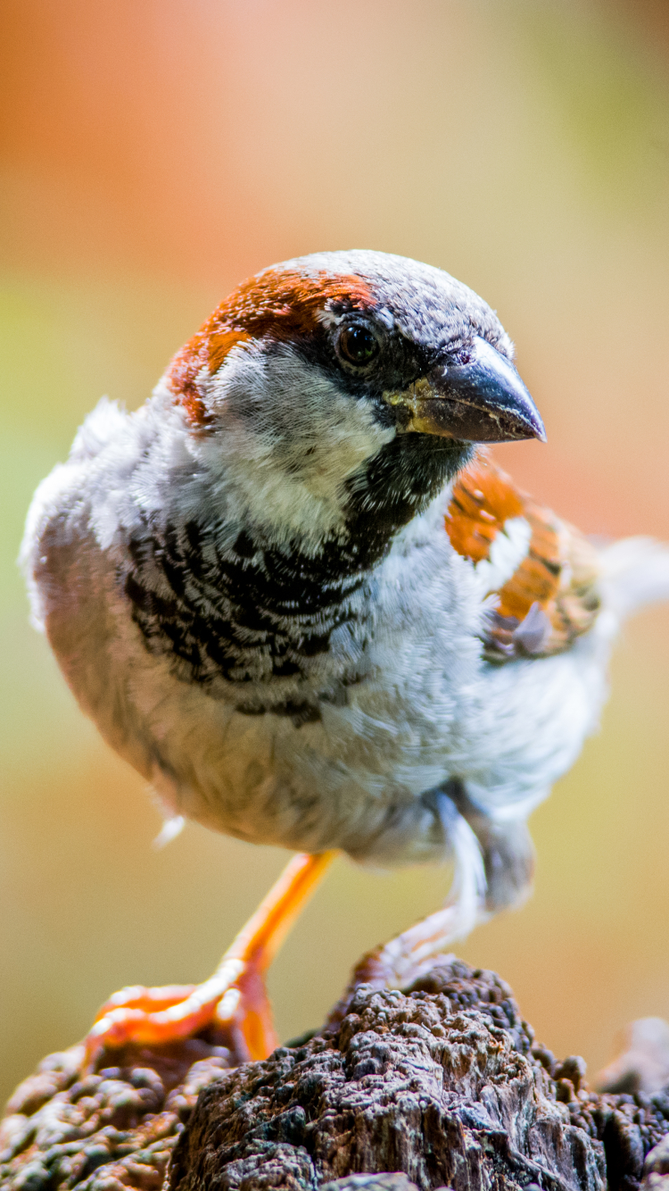 Download mobile wallpaper Birds, Bird, Close Up, Animal, Bokeh for free.