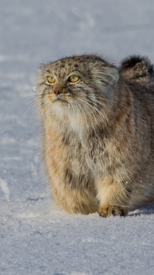 Download mobile wallpaper Cats, Cat, Animal, Pallas's Cat for free.