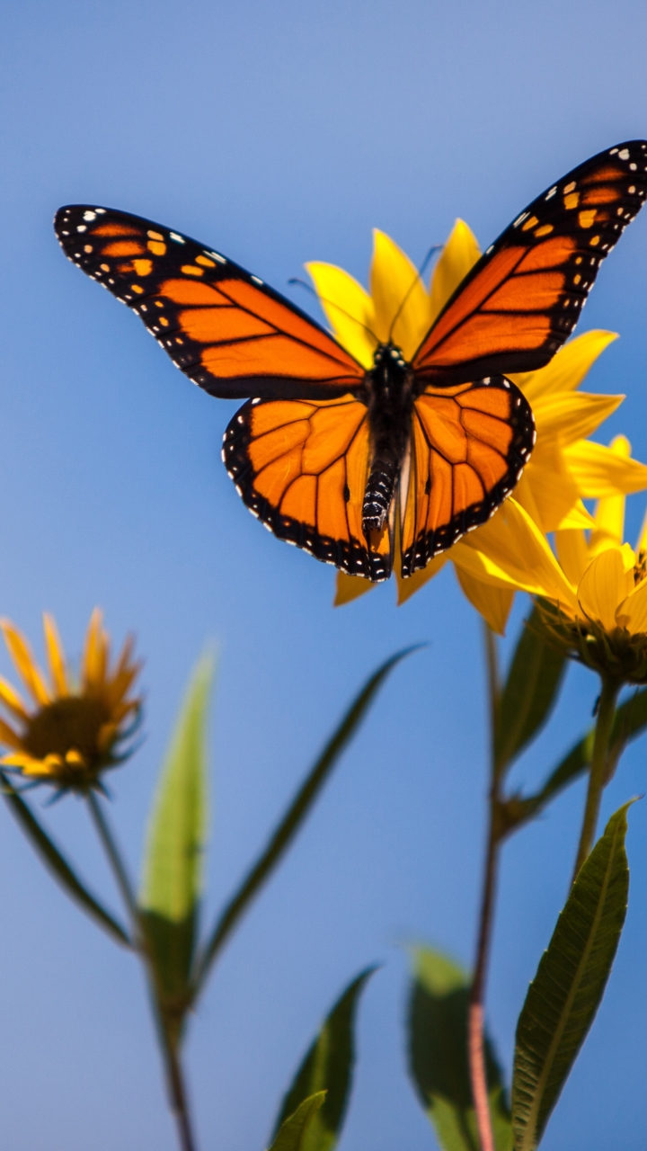Téléchargez des papiers peints mobile Animaux, Fleur, Macro, Insecte, Papillon, Papillon Monarque gratuitement.
