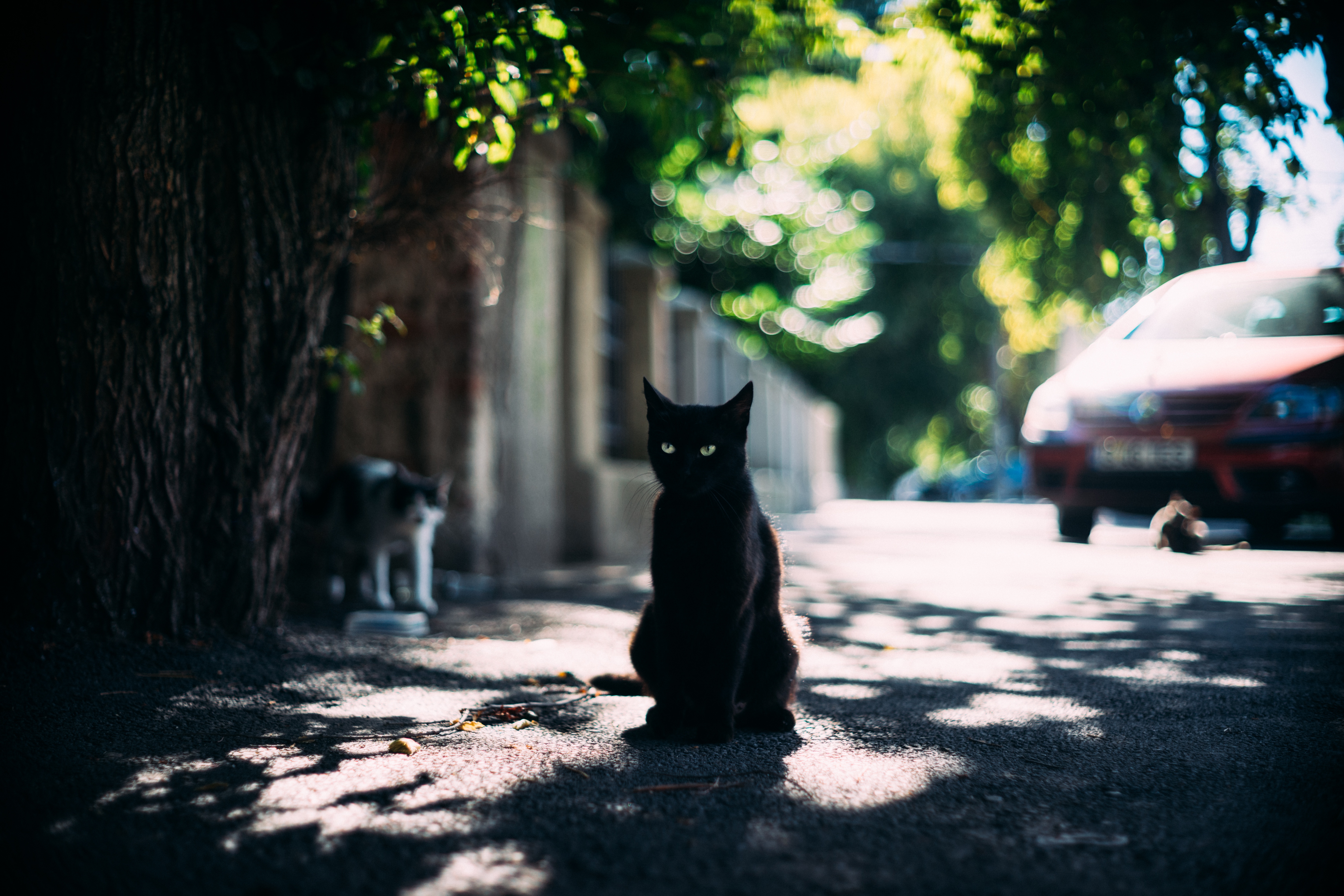 Download mobile wallpaper Cats, Cat, Animal, Sunny, Depth Of Field for free.
